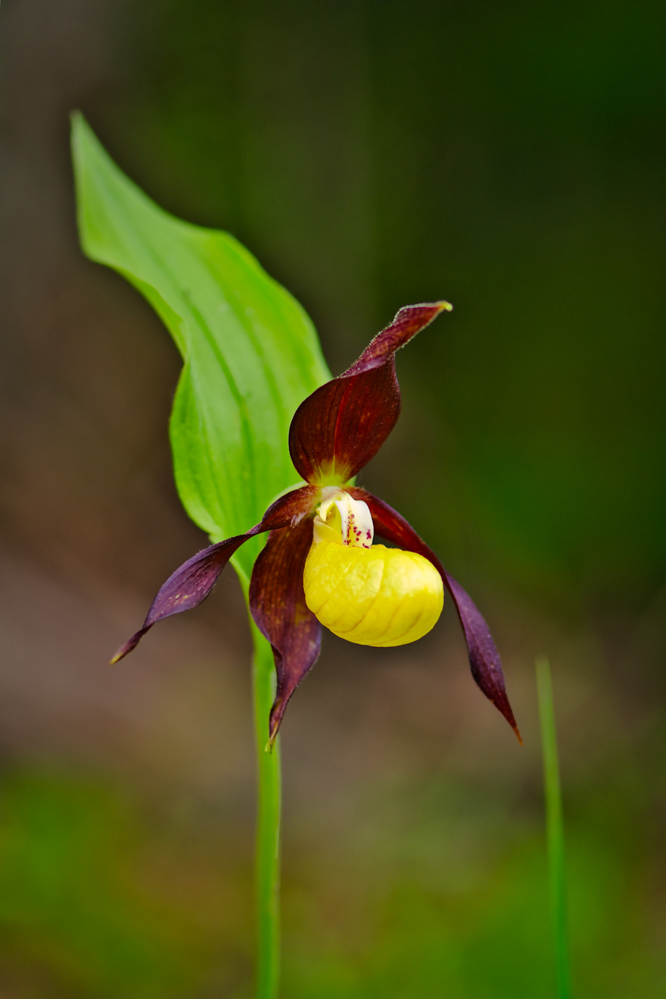 Sabot-de-Vénus d'Europe (Cypripedium calceolus) près du Mont Aiguille en Isère, France