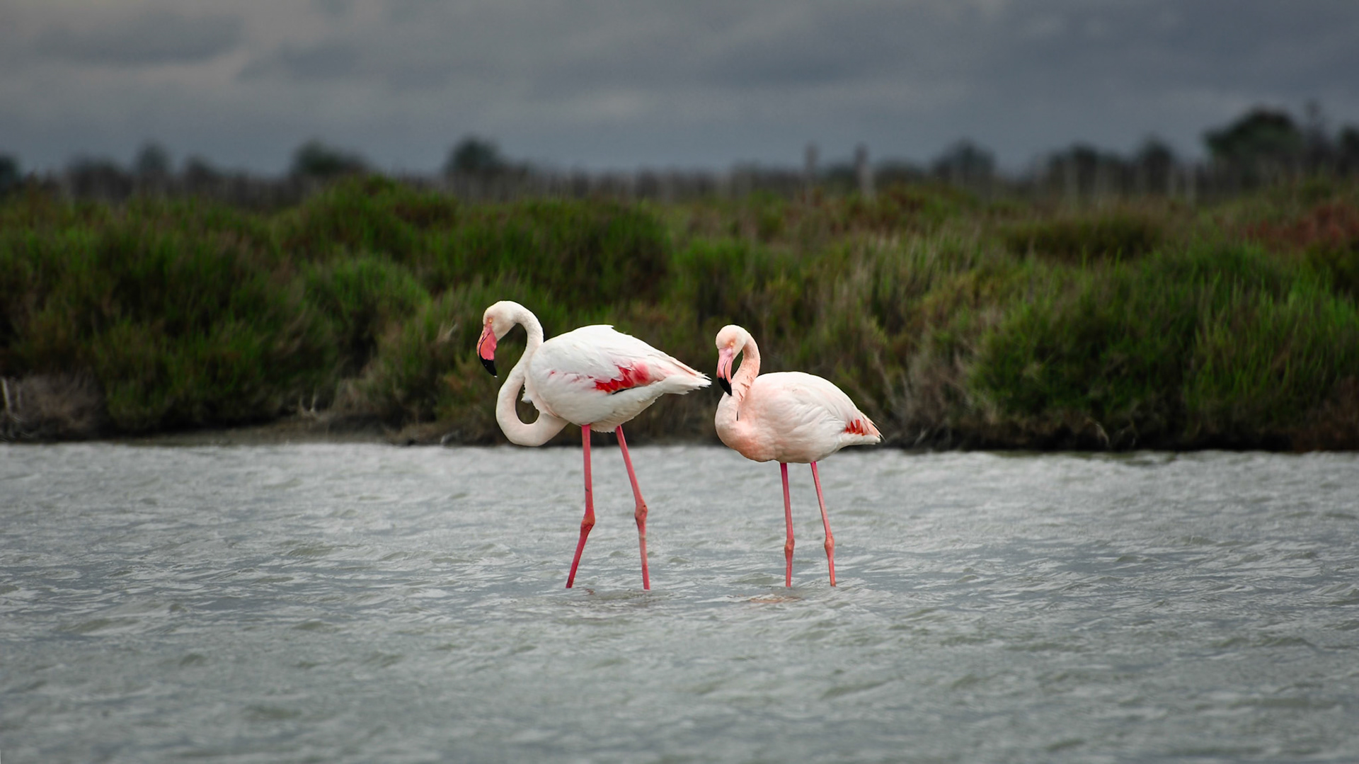 Flamants roses (Phoenicopterus roseus) dans la Réserve nationale de la Camargue, France