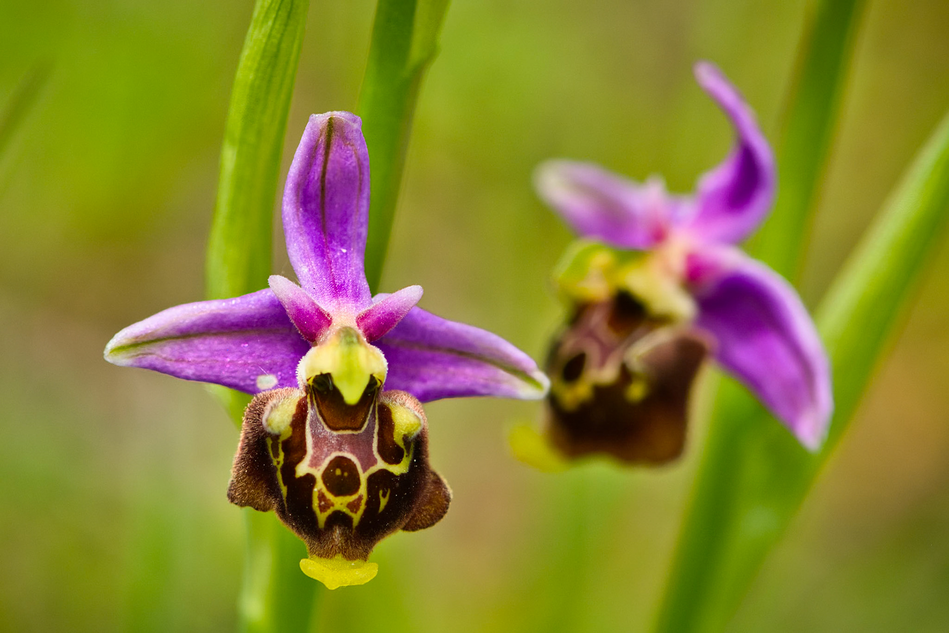 Ophrys bourdon précoce (Ophrys fuciflora ssp. fuciflora) sur les pelouses sèches du parc de Miribel-Jonage près de Lyon, Rhône, France