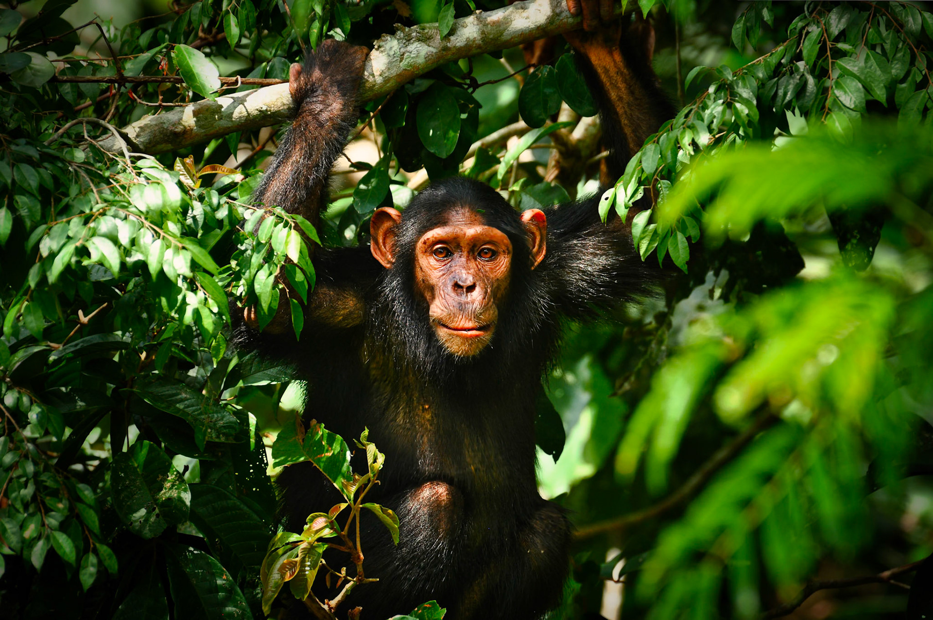 Chimpanzé (Pan troglodytes) dans le parc de la Lékédi au Gabon