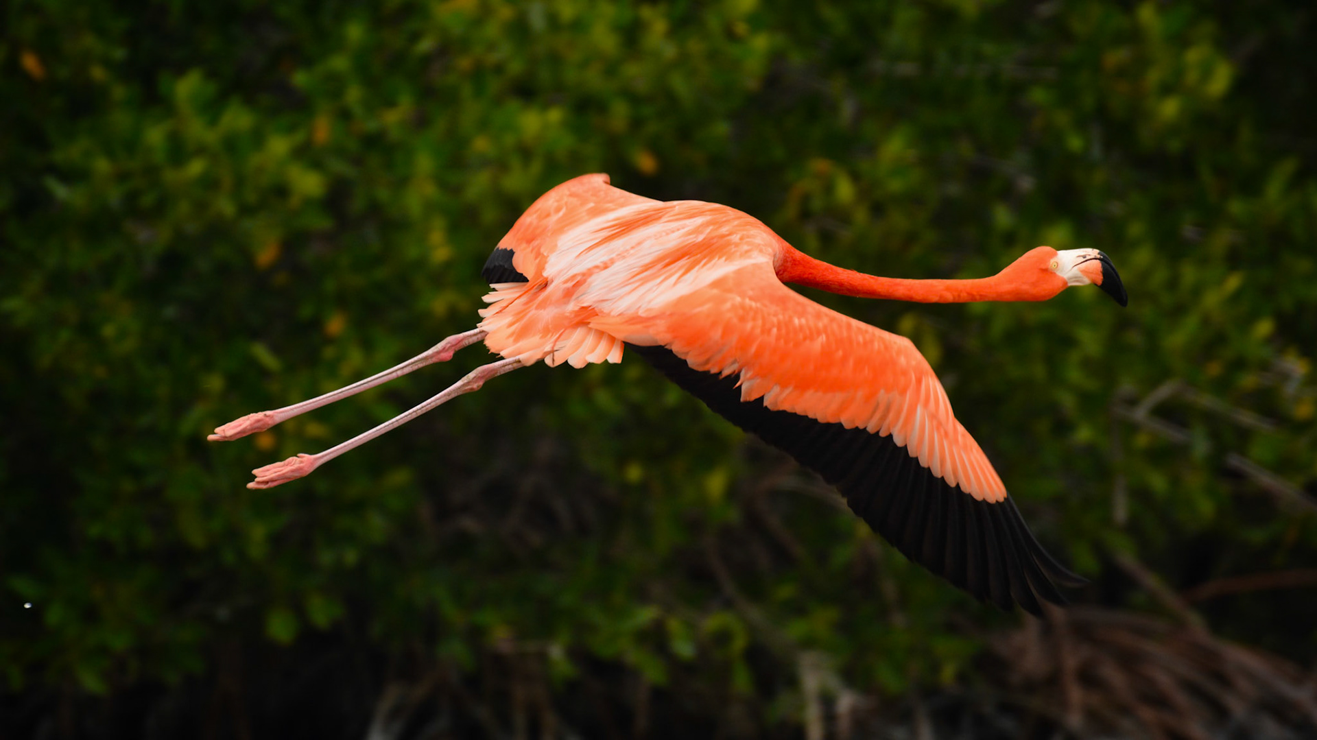 Flamant des Caraïbes (Phoenicopterus ruber) dans la Réserve de la Biosphère de Ría Lagartos, Yucatán, Mexique