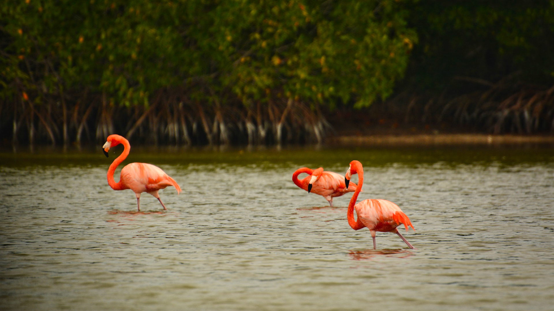 Flamants des Caraïbes (Phoenicopterus ruber) dans la Réserve de la Biosphère de Ría Lagartos, Yucatán, Mexique