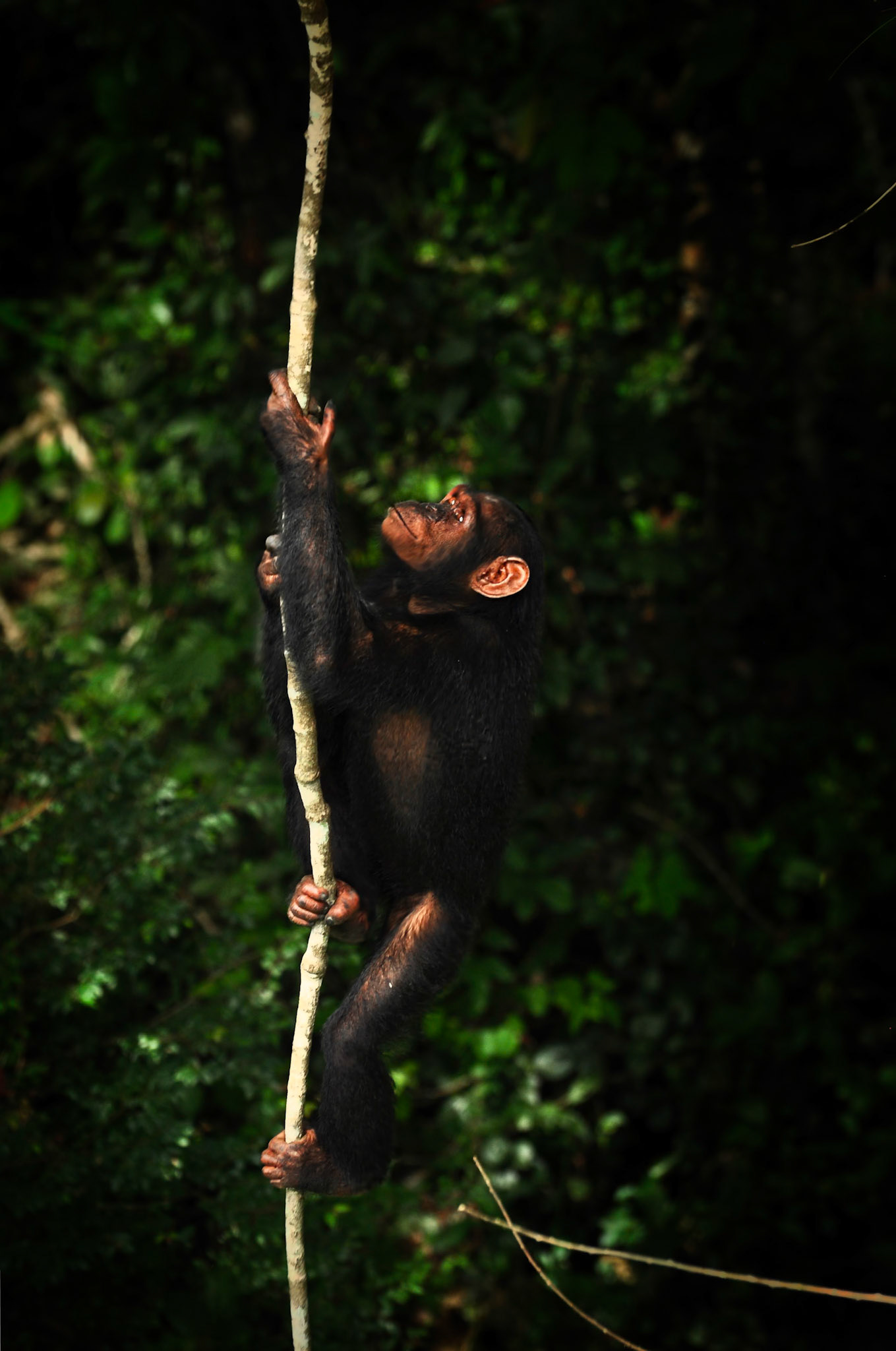 Chimpanzé Tschego (Pan troglodytes ssp. troglodytes) dans le parc de la Lékédi au Gabon