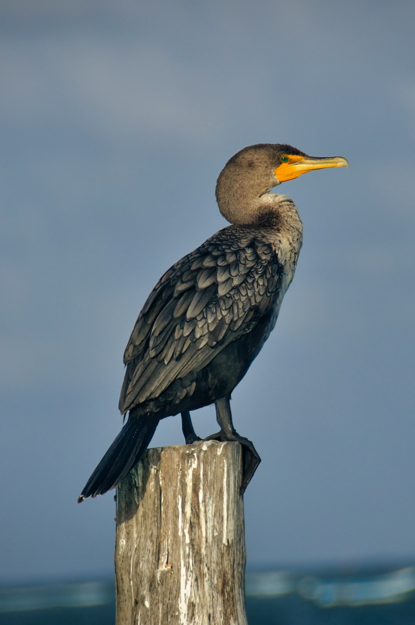 Cormoran à Aigrettes (Nannopterum auritum), Puerto Morelos, Quintana Roo, Mexique
