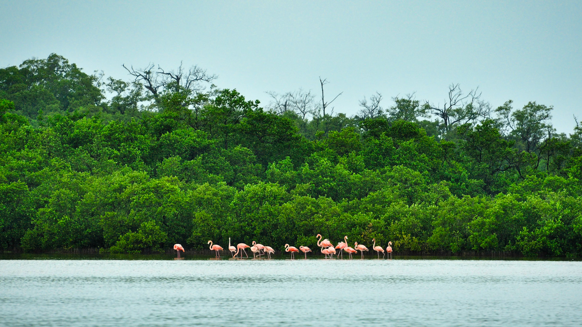 Flamants des Caraïbes (Phoenicopterus ruber) dans la Réserve de la Biosphère de Ría Celestún, Yucatán, Mexique