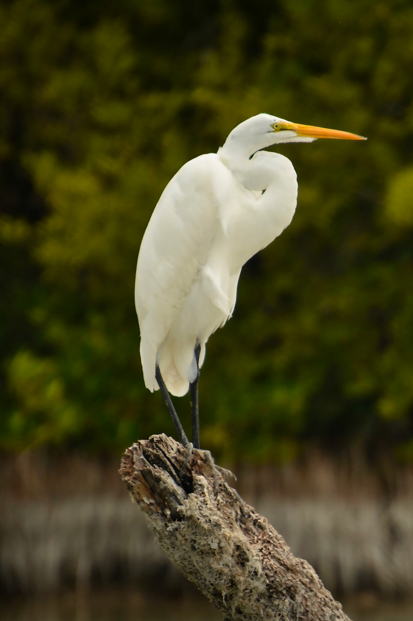 Grande aigrette (Ardea alba) dans la Réserve de la Biosphère de Ría Lagartos, Yucatán, Mexique