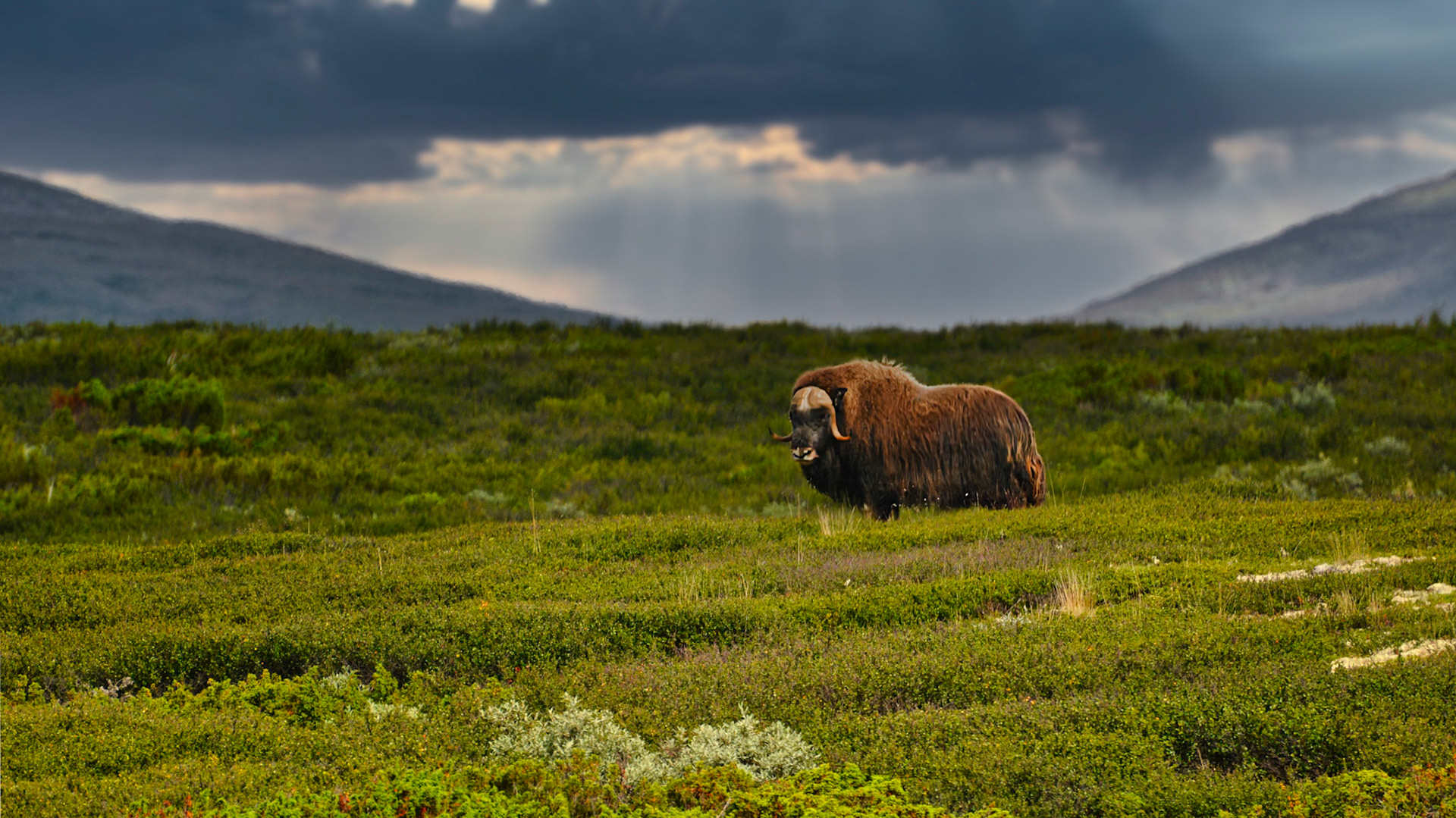 Boeuf musqué (Ovibos moschatus) dans le Parc National du Dovrefjell-Sunndalsfjella en Norvège