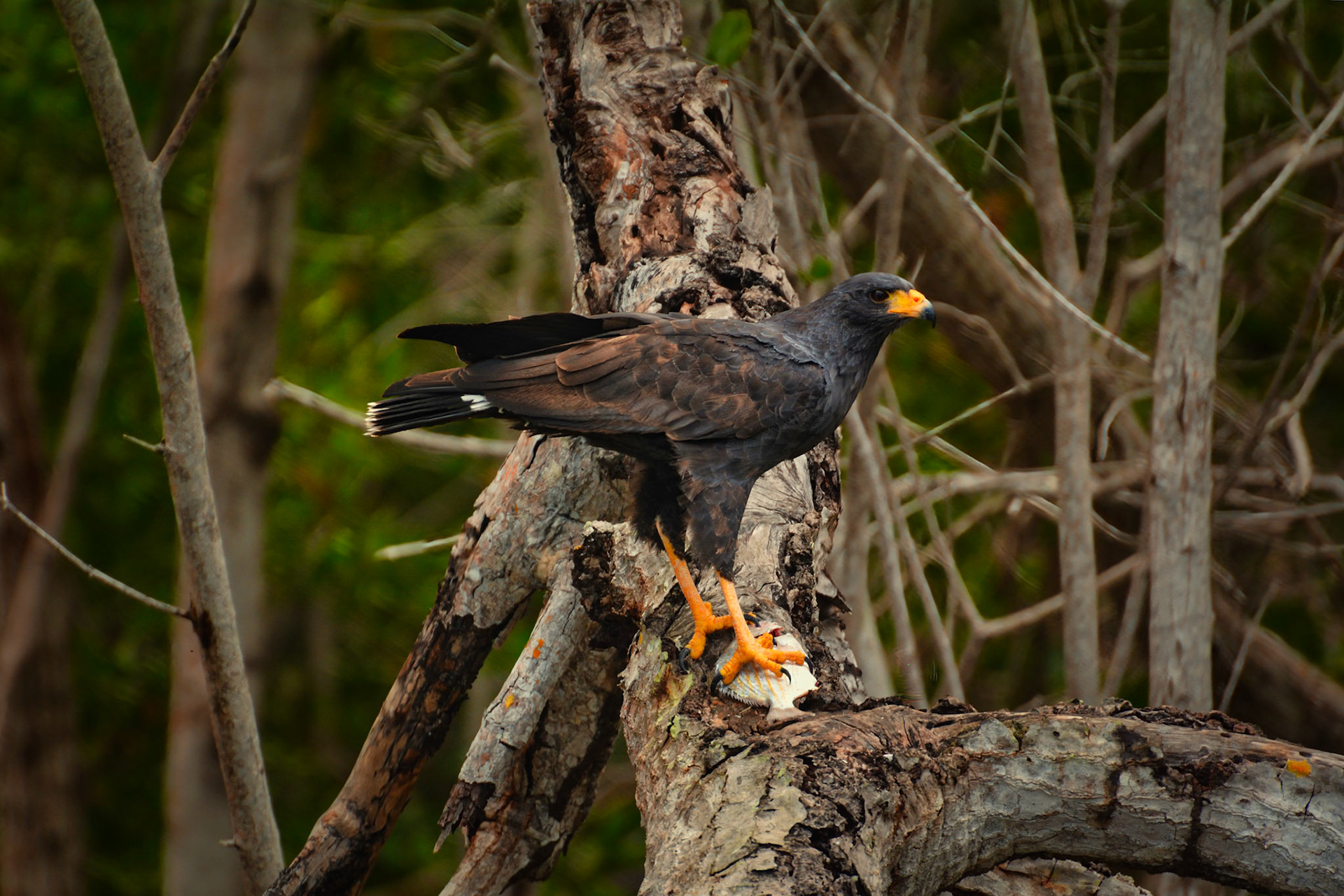 Buse noire (Buteogallus anthracinus) dans la Réserve de la Biosphère de Ría Lagartos, Yucatán, Mexique