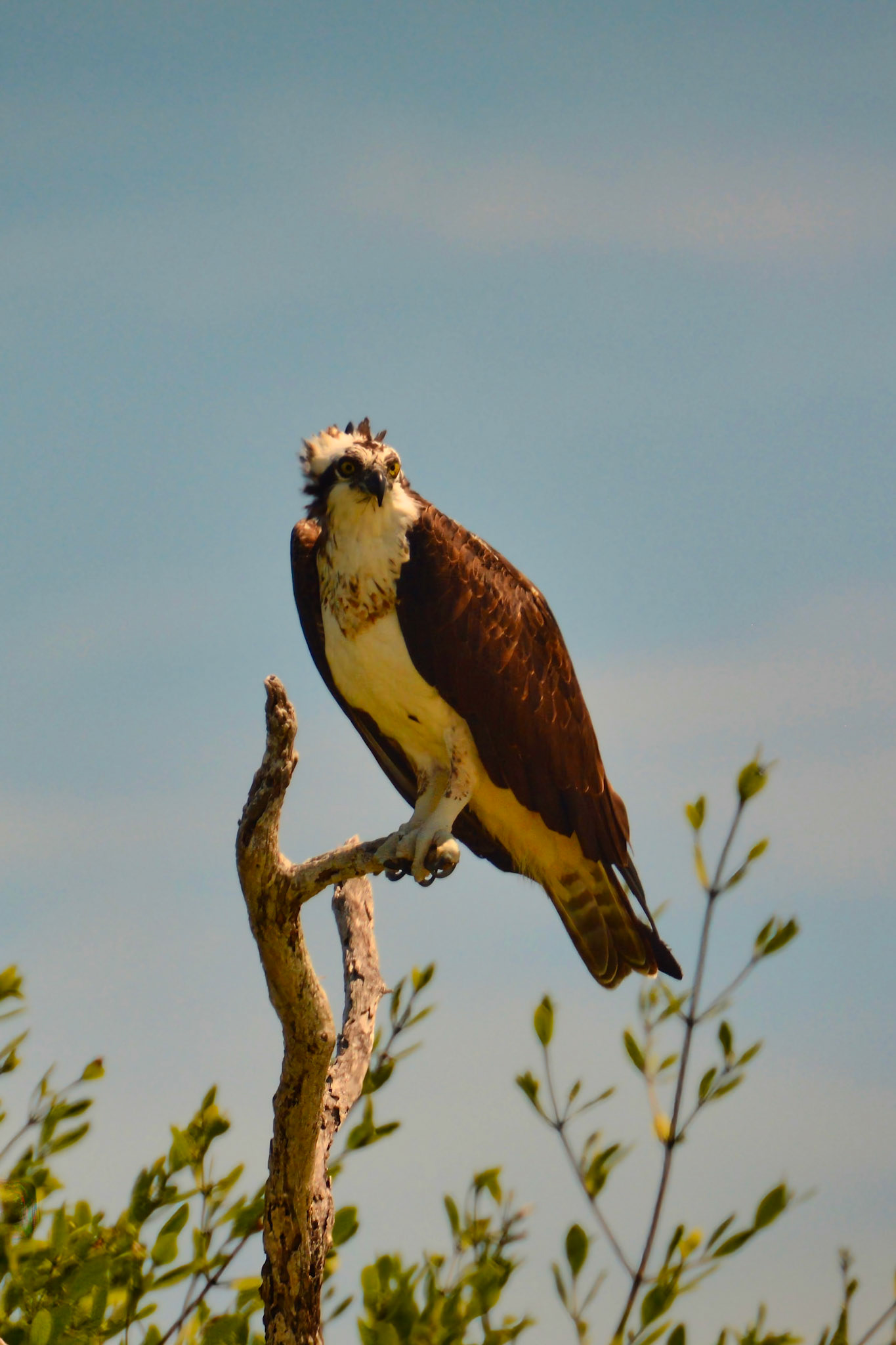 Balbuzard pêcheur (Pandion haliaetus) dans la Réserve de la Biosphère de Ría Lagartos, Yucatán, Mexique