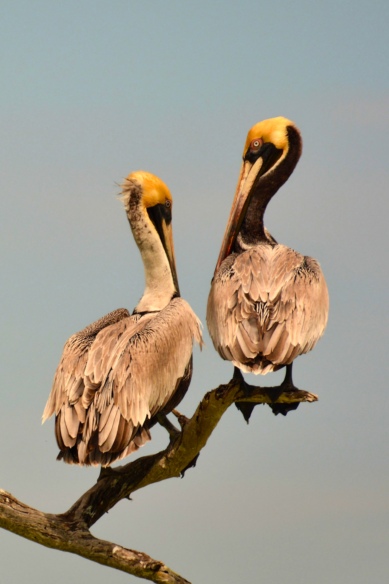 Pélicans bruns (Pelecanus occidentalis) dans la Réserve de la Biosphère de Ría Lagartos, Yucatán, Mexique