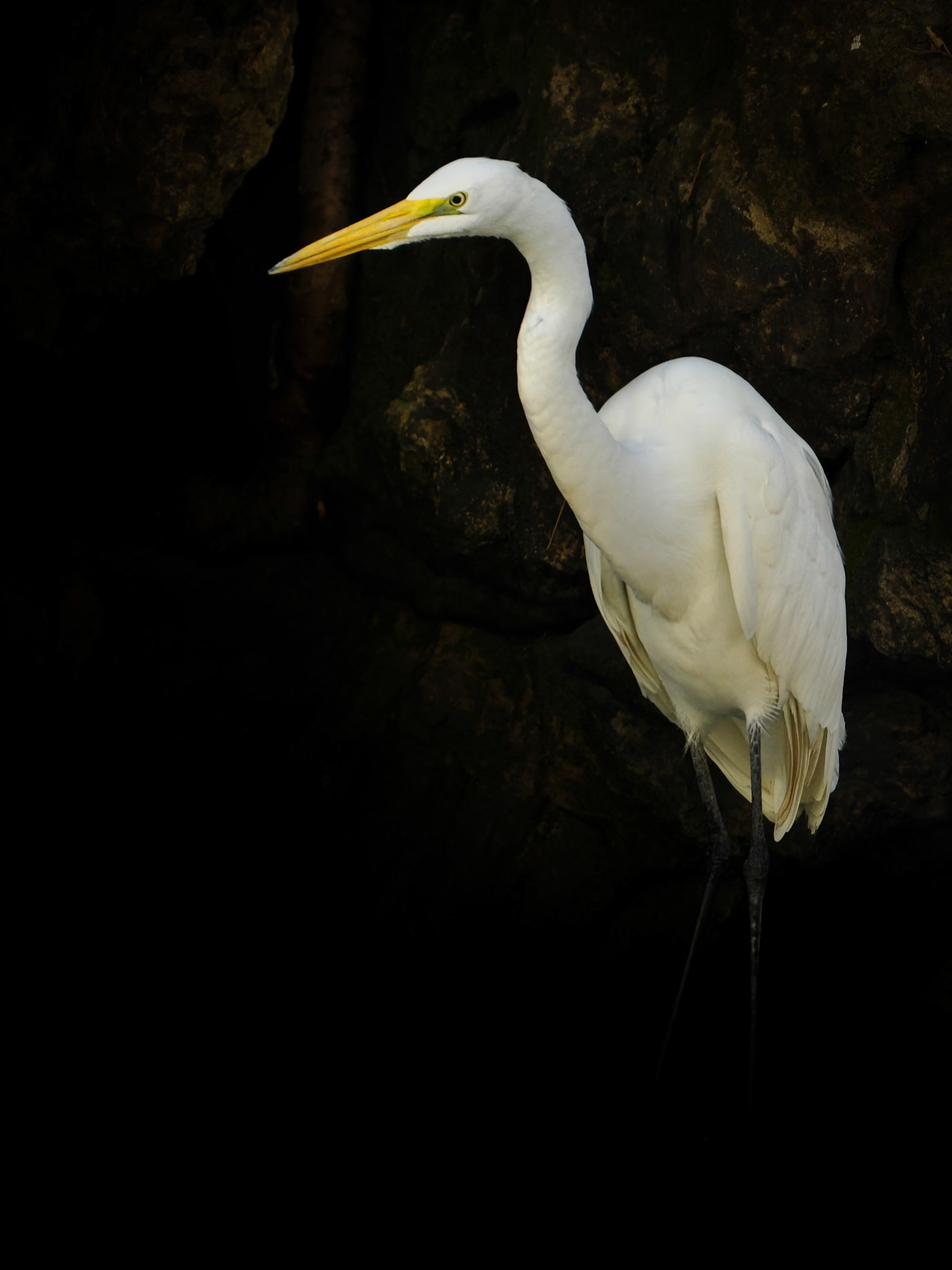 Grande Aigrette (Ardea alba) dans le Cañón del Sumidero, Chiapas, Mexique