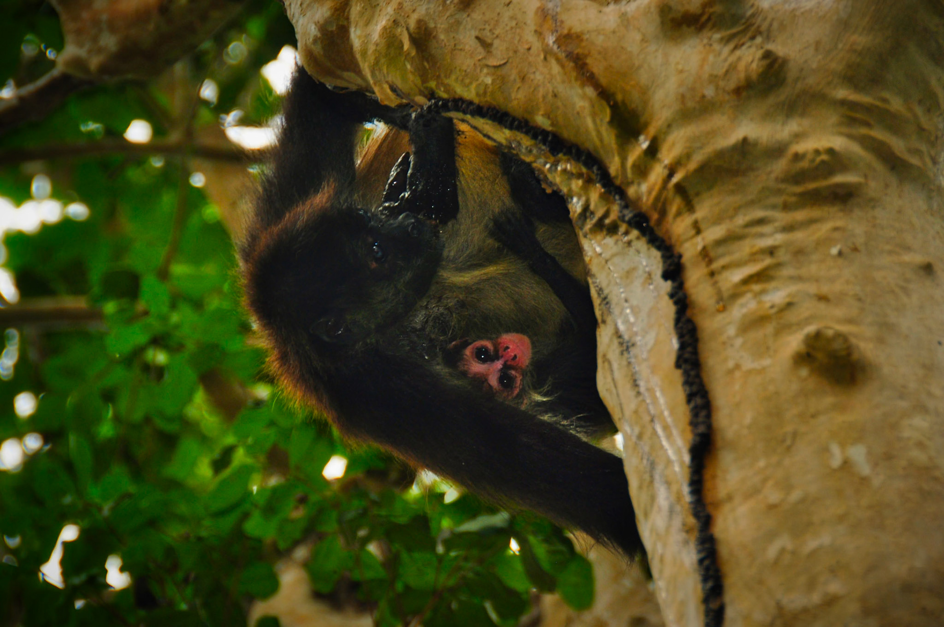 Singe araignée (Ateles geoffroyi), Quintana Roo, Mexique