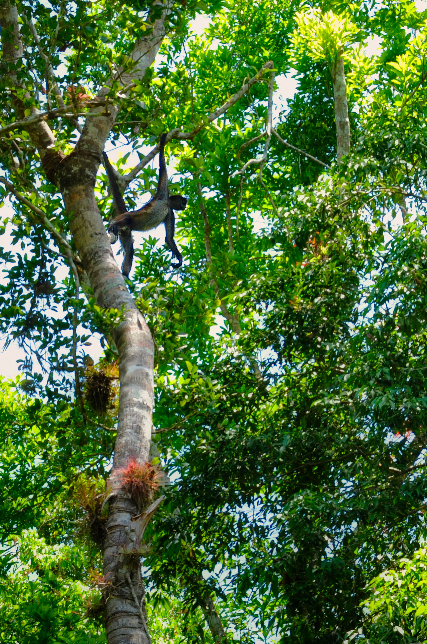 Singe araignée (Ateles geoffroyi ssp. vellerosus), dans le Parc national de Tikal, Guatemala