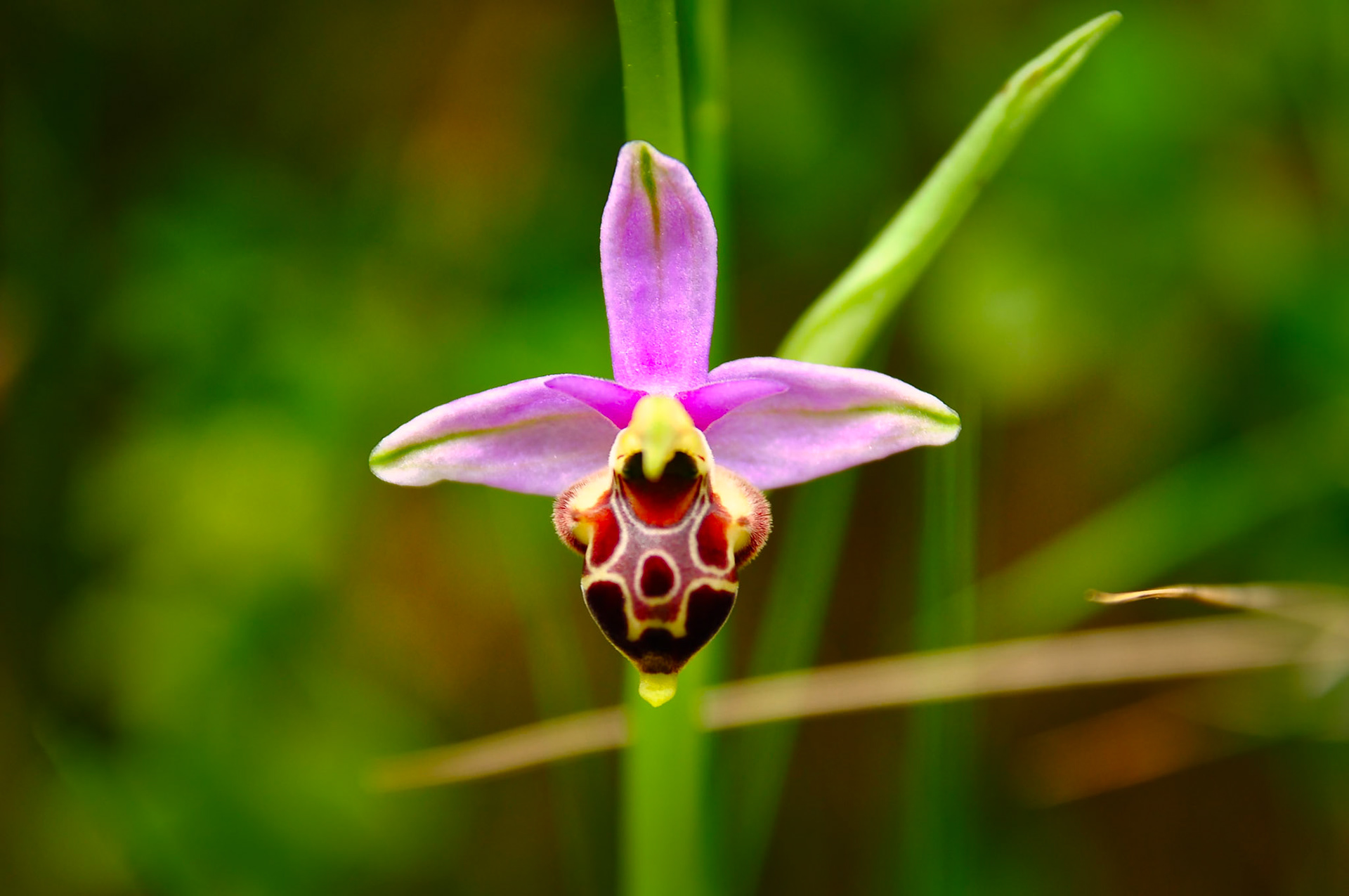 Ophris abeille (Ophrys apifera), Ardéche