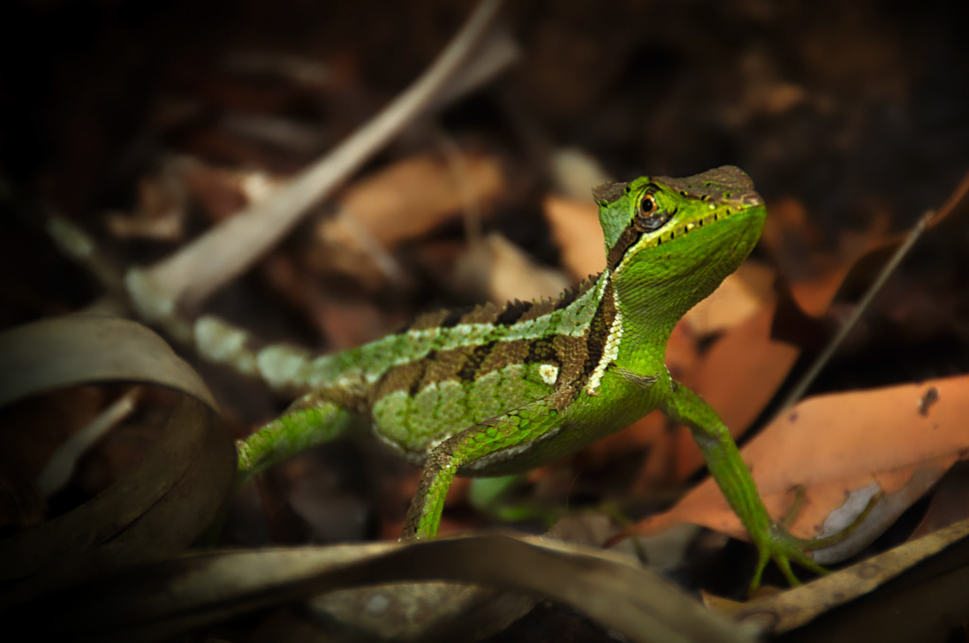 Laemanctus serratus, Quintana Roo, Mexique