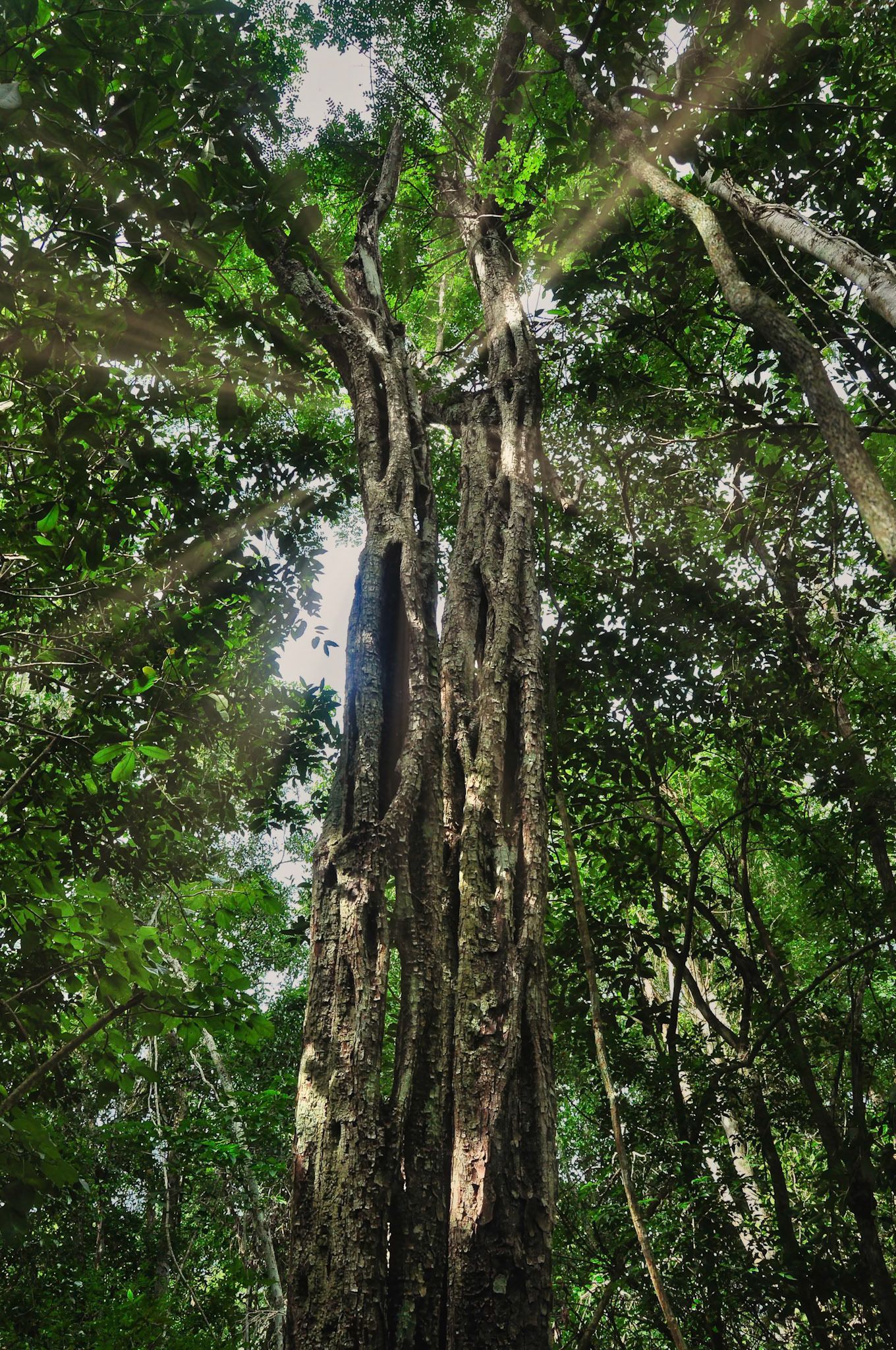 Arbre dans la forêt subtropicale de Much Kanan Ka'ax, Felipe Carrillo Puerto, Quintana Roo, Mexique