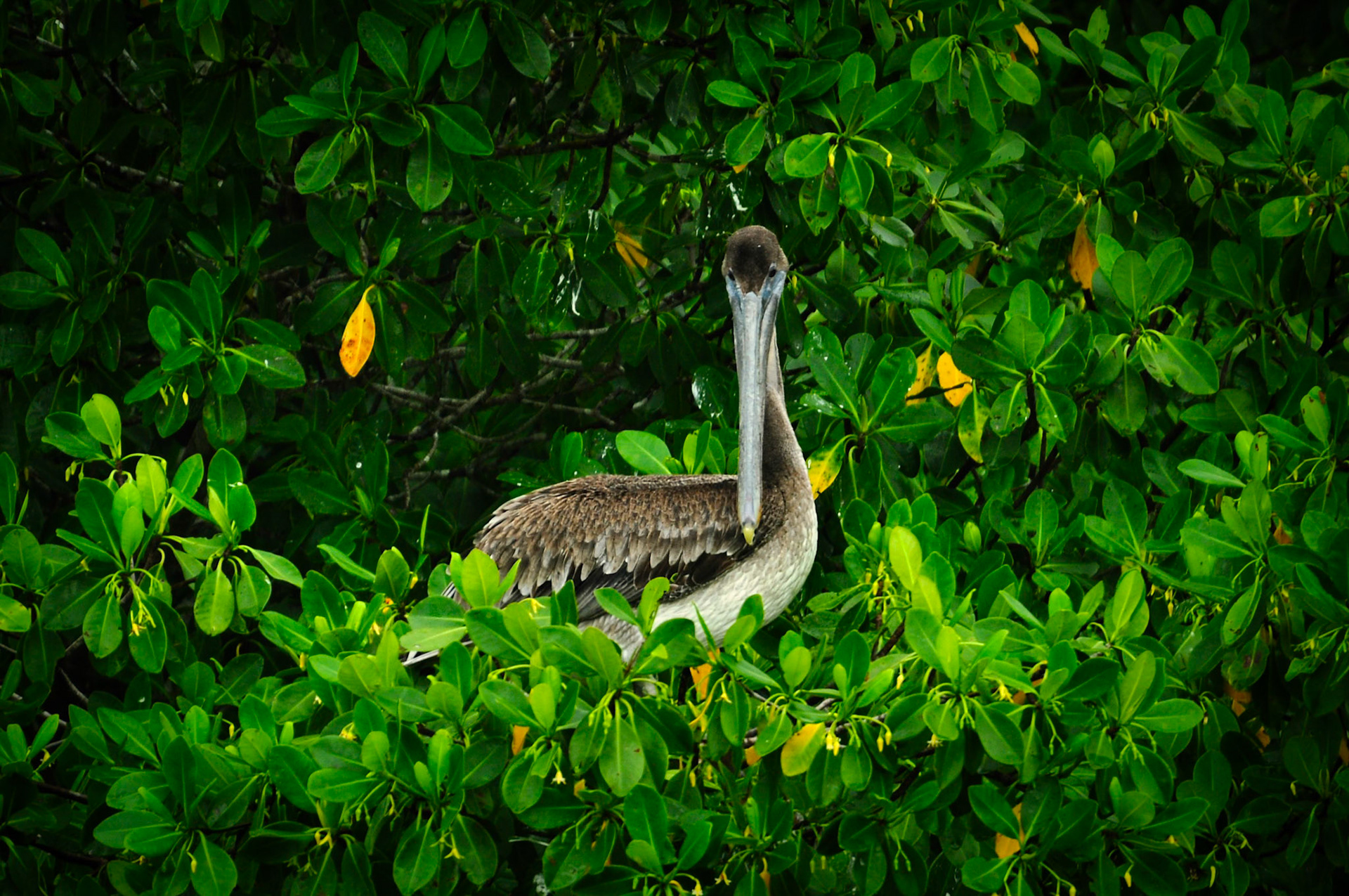 Pélican brun (Pelecanus occidentalis) dans la Réserve de la Biosphère de Ría Celestún, Yucatán, Mexique