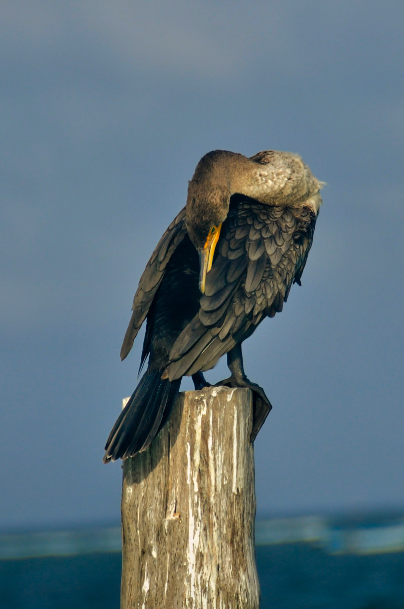 Cormoran à Aigrettes (Nannopterum auritum), Puerto Morelos, Quintana Roo, Mexique