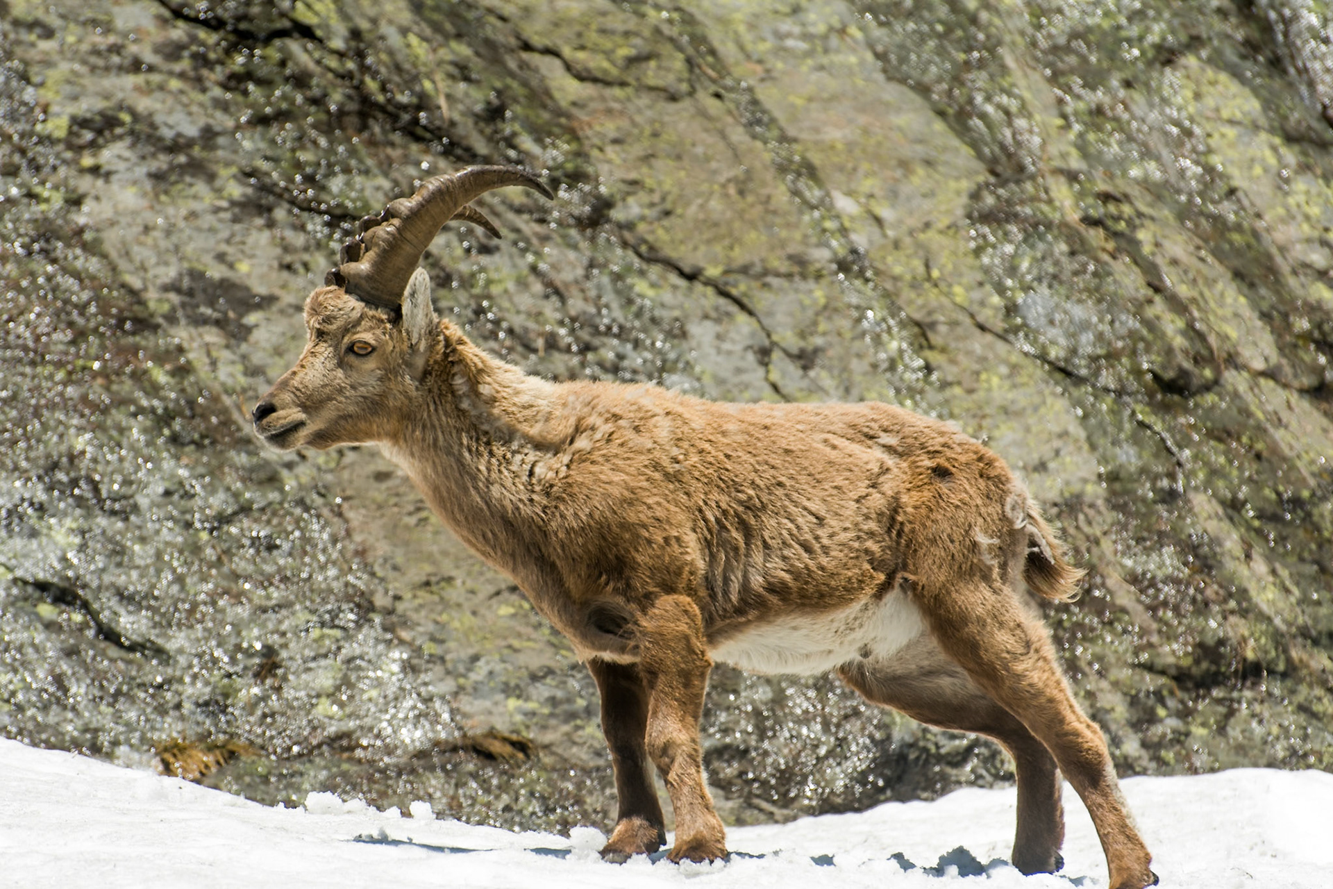 Bouquetin des Alpes (Capra ibex) dans la vallée de Chamonix, Haute-Savoie, France