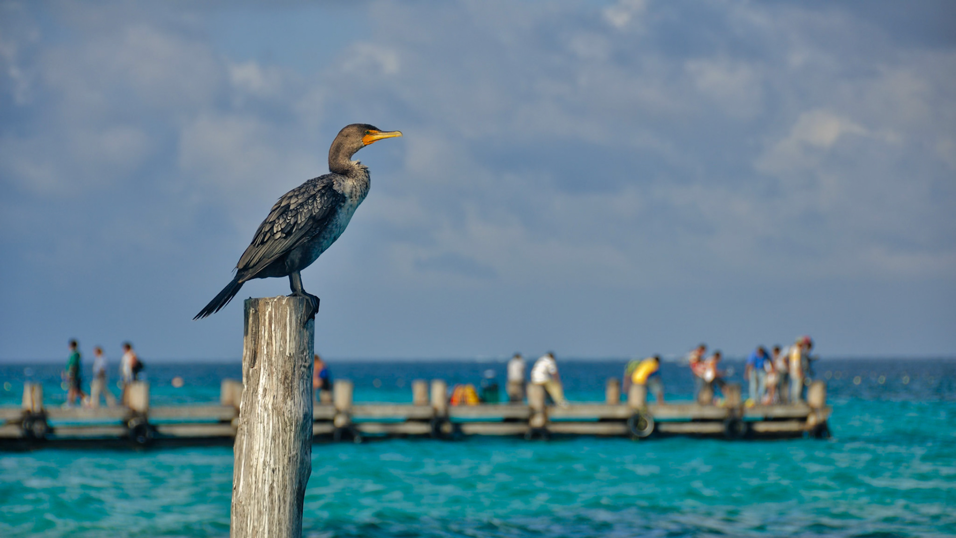 Cormoran à Aigrettes (Nannopterum auritum), Puerto Morelos, Quintana Roo, Mexique