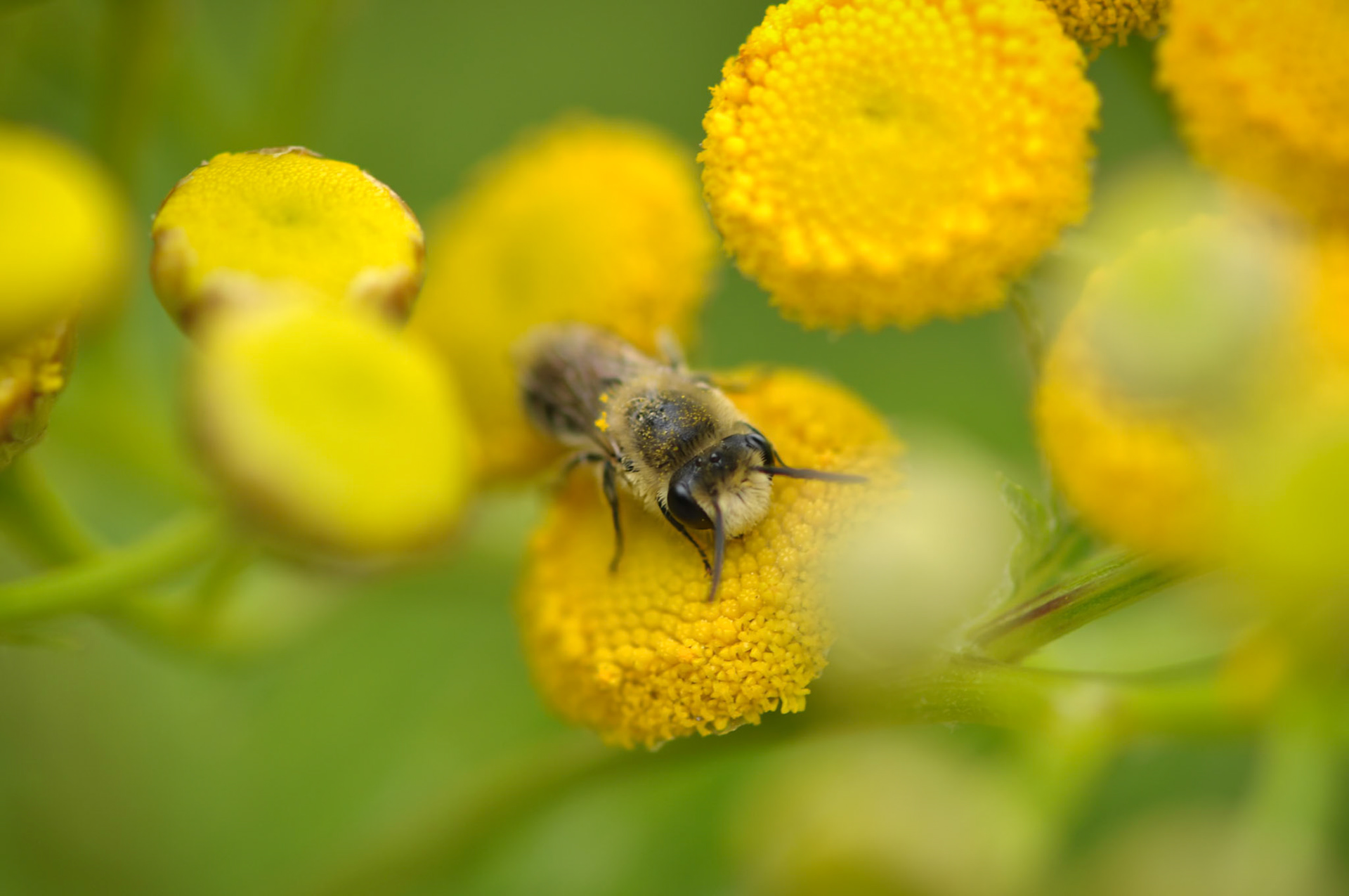 Abeille, Descartes, France