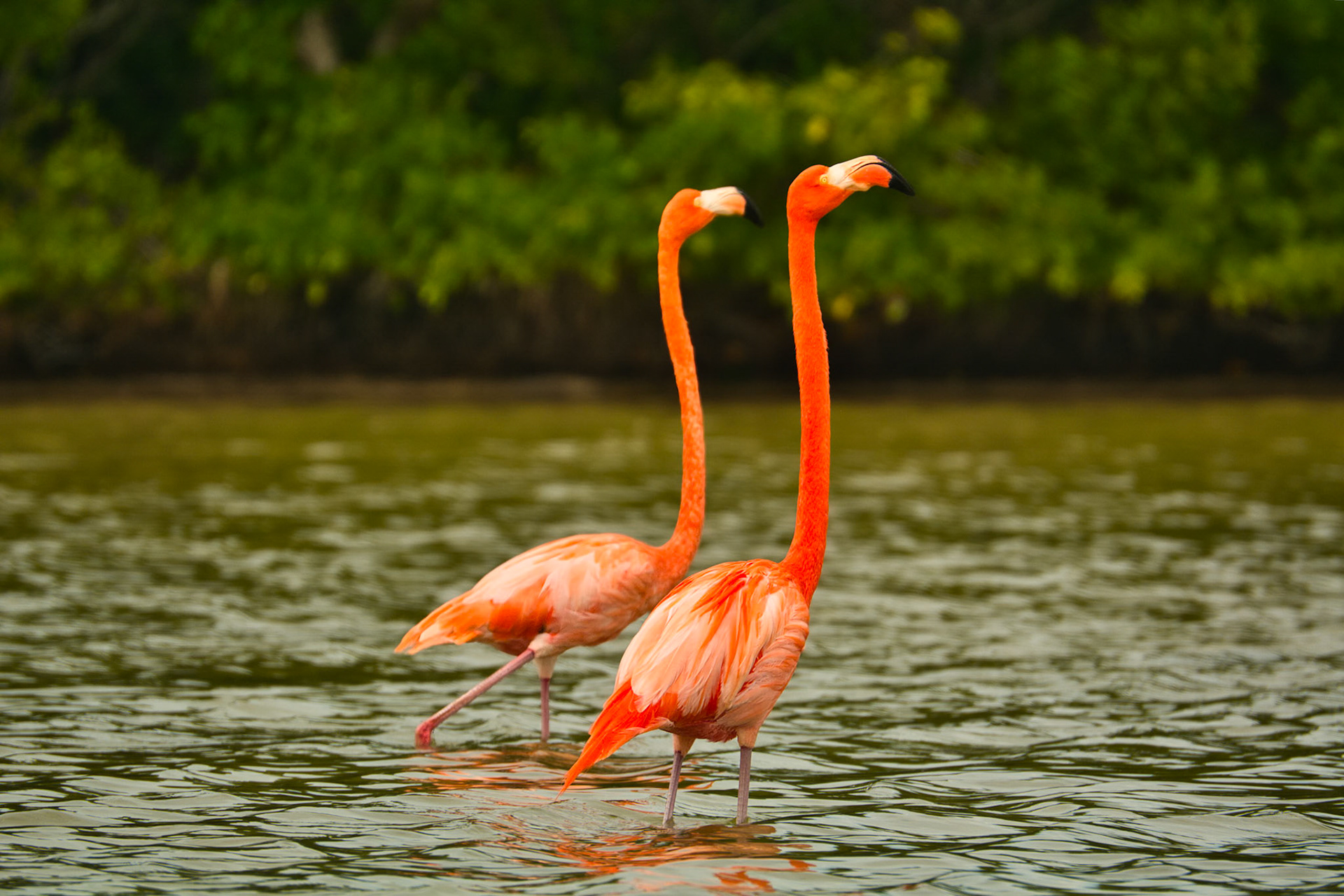 Flamants des Caraïbes (Phoenicopterus ruber) dans la Réserve de la Biosphère de Ría Lagartos, Yucatán, Mexique