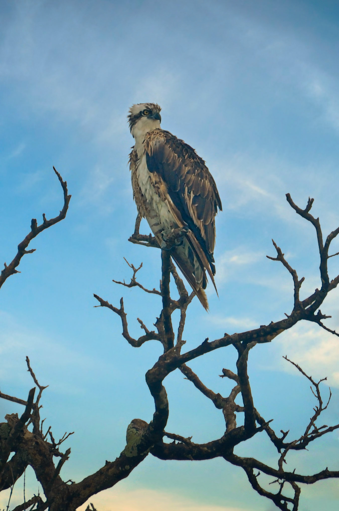 Balbuzard pêcheur (Pandion haliaetus) dans la Réserve de la Biosphère de Ría Celestún, Yucatán, Mexique