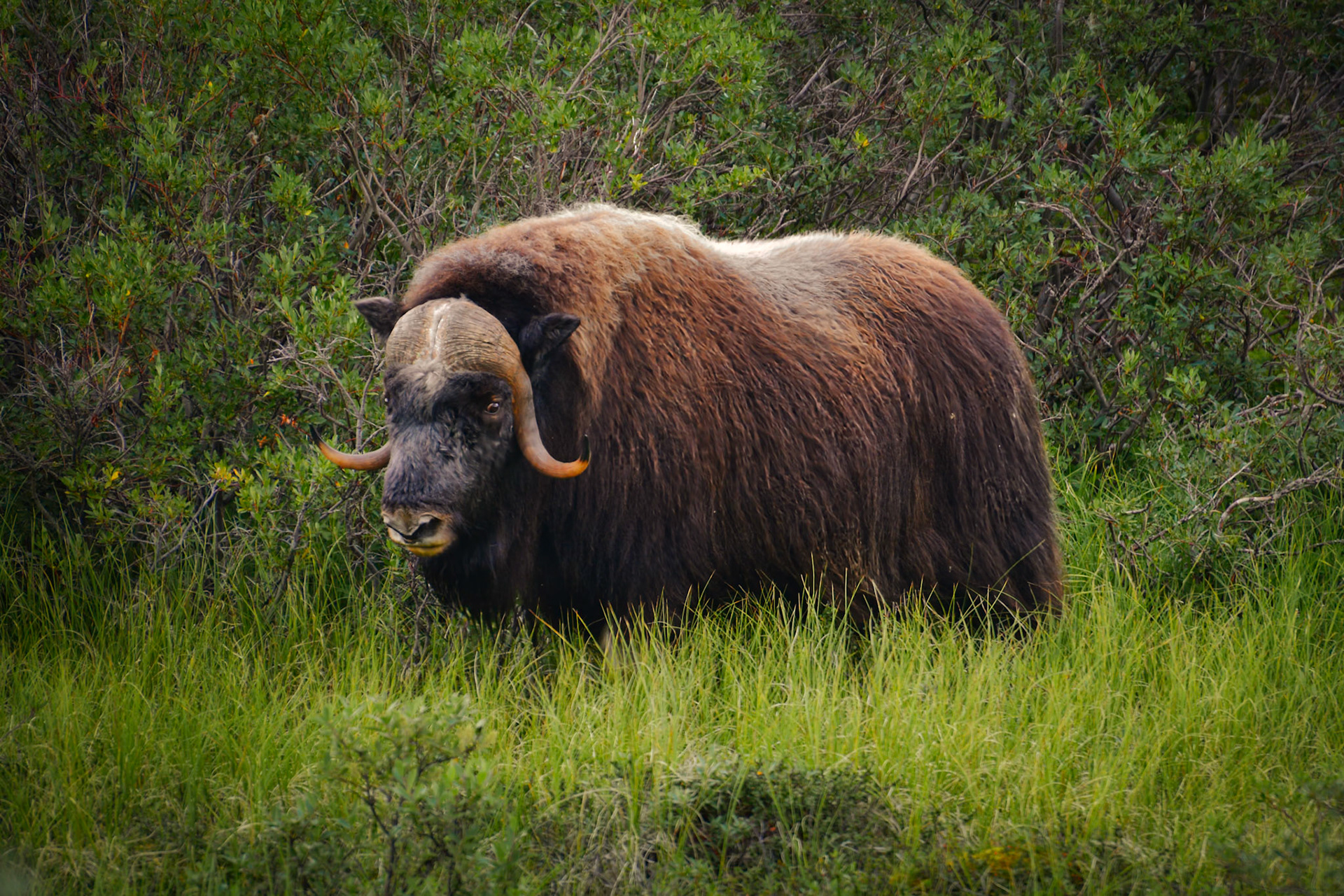Boeuf musqué (Ovibos moschatus) dans le Parc National du Dovrefjell-Sunndalsfjella en Norvège