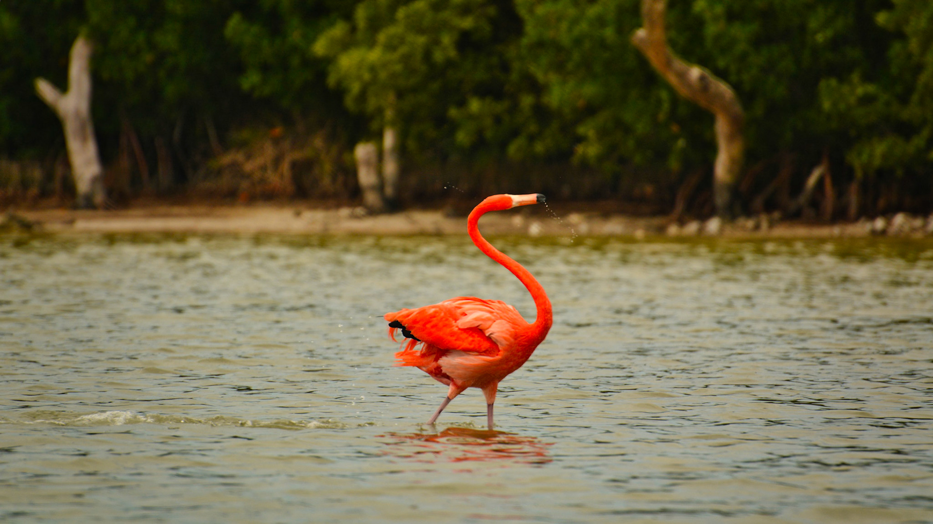 Flamant des Caraïbes (Phoenicopterus ruber) dans la Réserve de la Biosphère de Ría Lagartos, Yucatán, Mexique