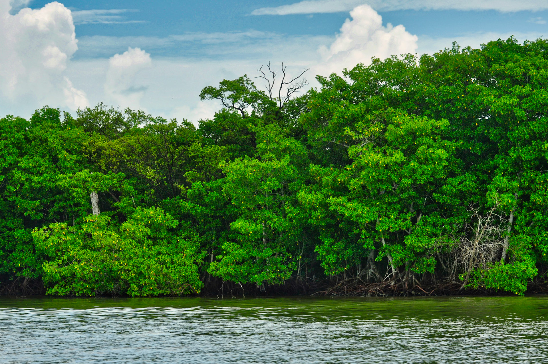 Mangrove dans la Réserve de la Biosphère de Ría Celestún, Yucatán, Mexique