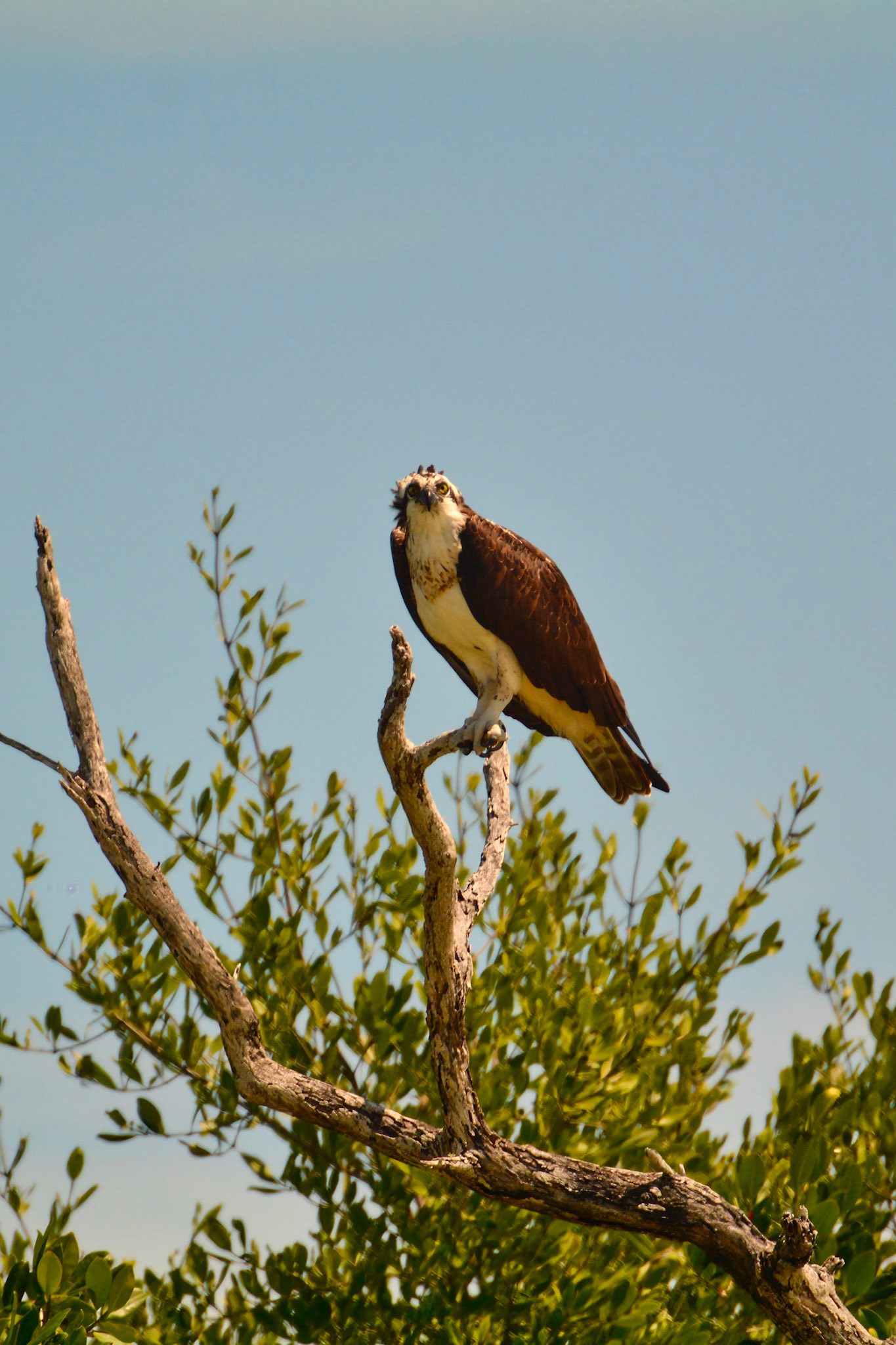 Balbuzard pêcheur (Pandion haliaetus) dans la Réserve de la Biosphère de Ría Lagartos, Yucatán, Mexique