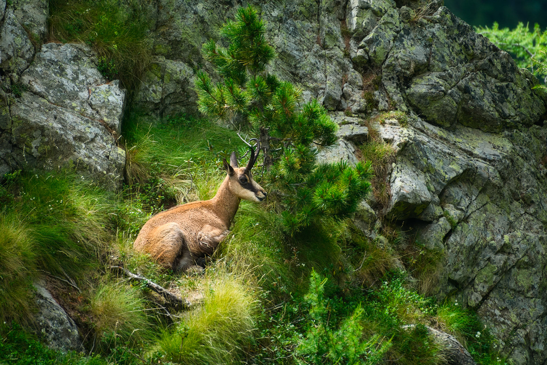 Chamois (Rupicapra rupicapra) près du lac de Trécolpas dans le Parc national du Mercantour, Alpes-Maritime, France