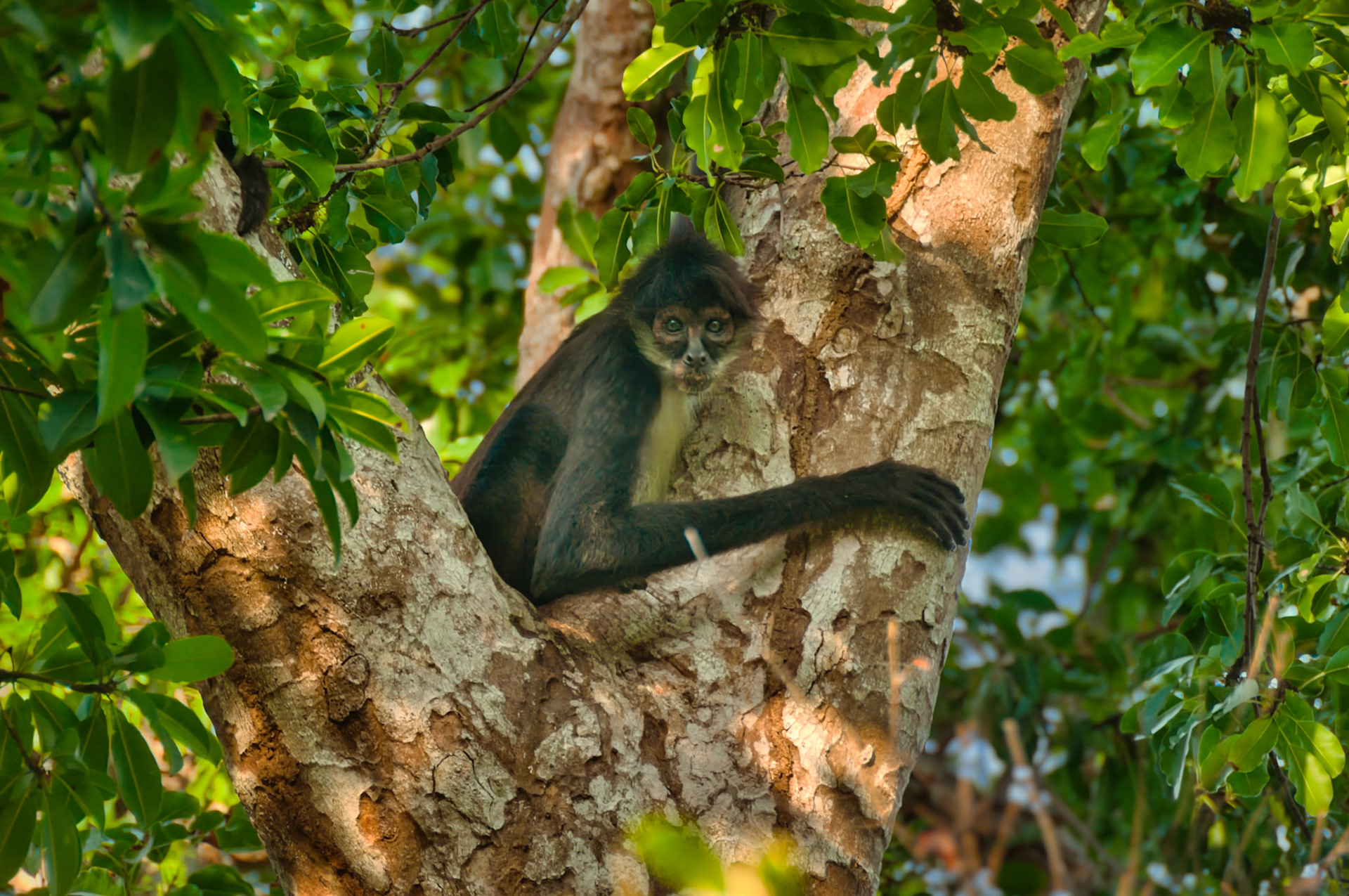 Singe araigné (Ateles geoffroyi yucatanensis), Puerto Morelos, Quintana Roo, Mexique