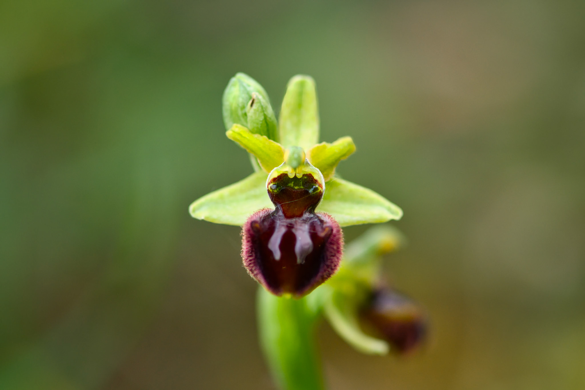 Ophrys araignée (Ophrys sphegodes) sur les pelouses sèches du parc de Miribel-Jonage près de Lyon, Rhône, France