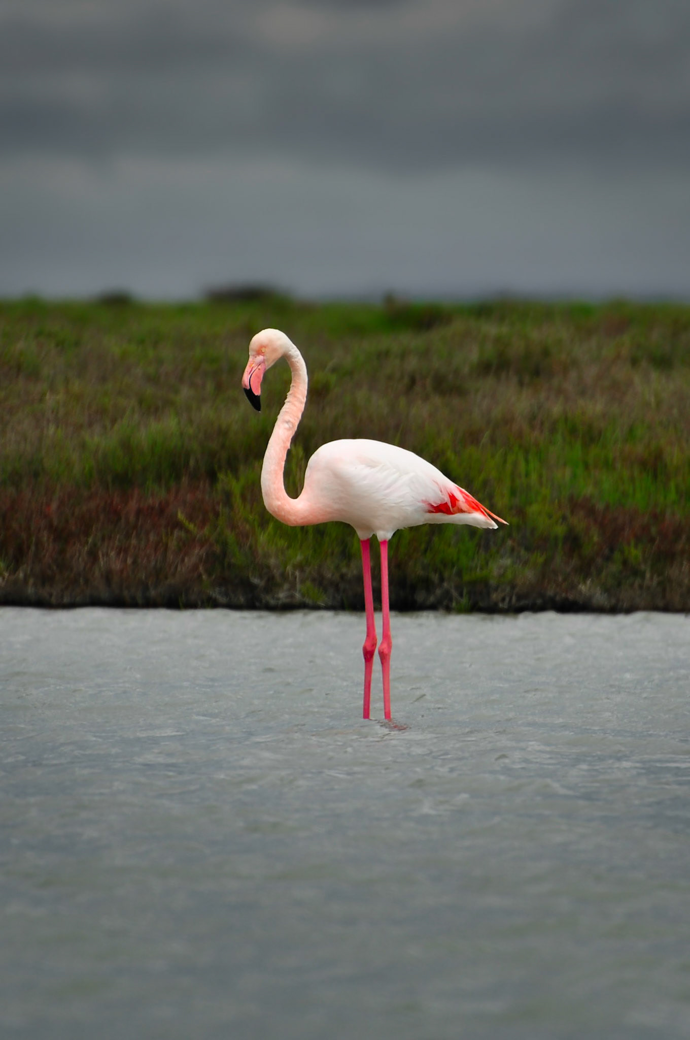 Flamant rose (Phoenicopterus roseus) dans la Réserve nationale de la Camargue, France
