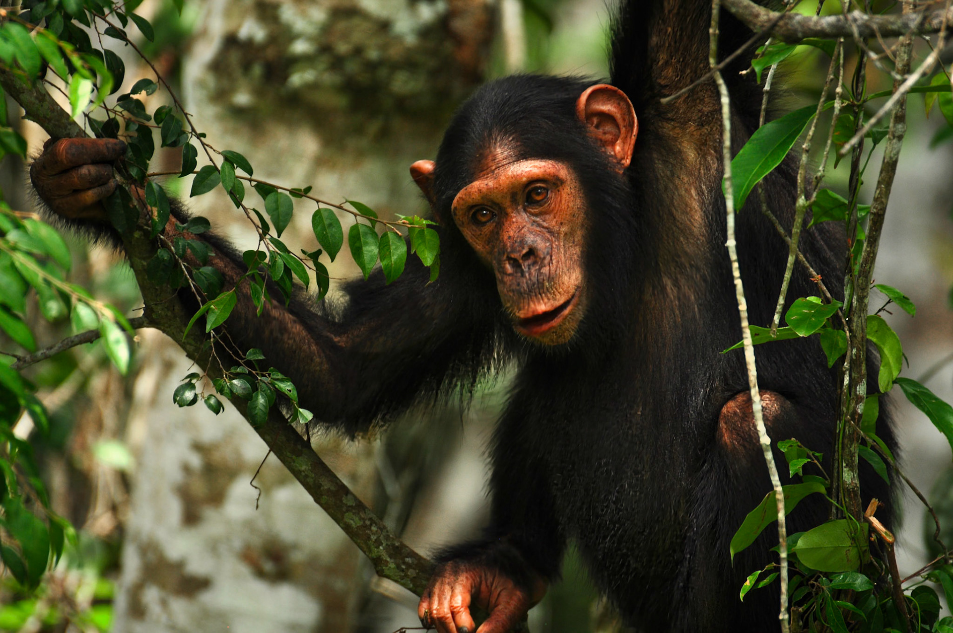 Chimpanzé (Pan troglodytes) dans le parc de la Lékédi au Gabon