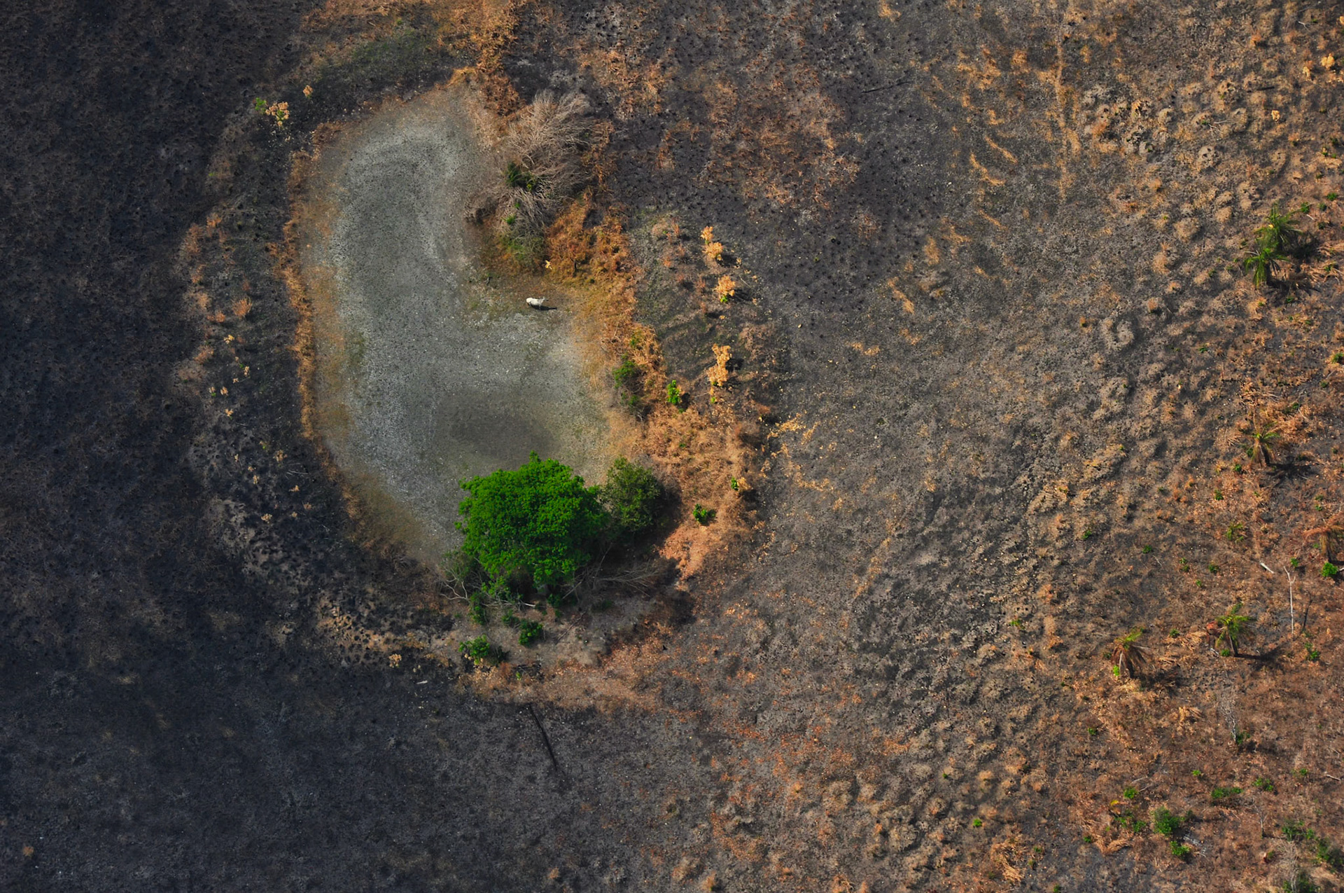 Désertification à cause de l'élevage extensif de bovins dans la Péninsule du Yucatán au Mexique