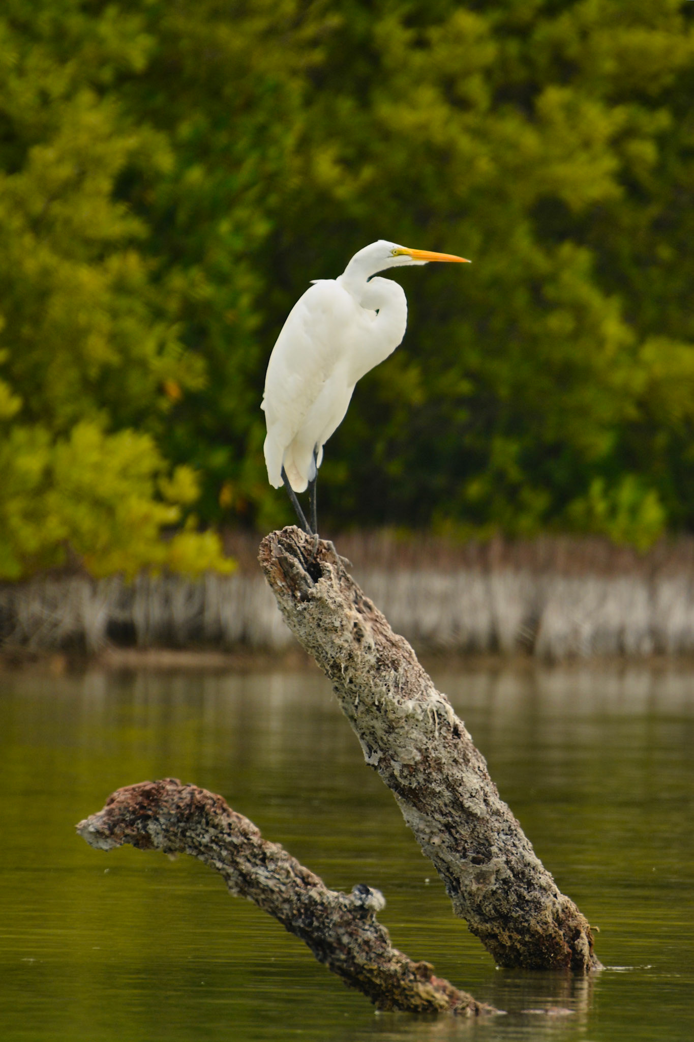 Grande aigrette (Ardea alba) dans la Réserve de la Biosphère de Ría Lagartos, Yucatán, Mexique