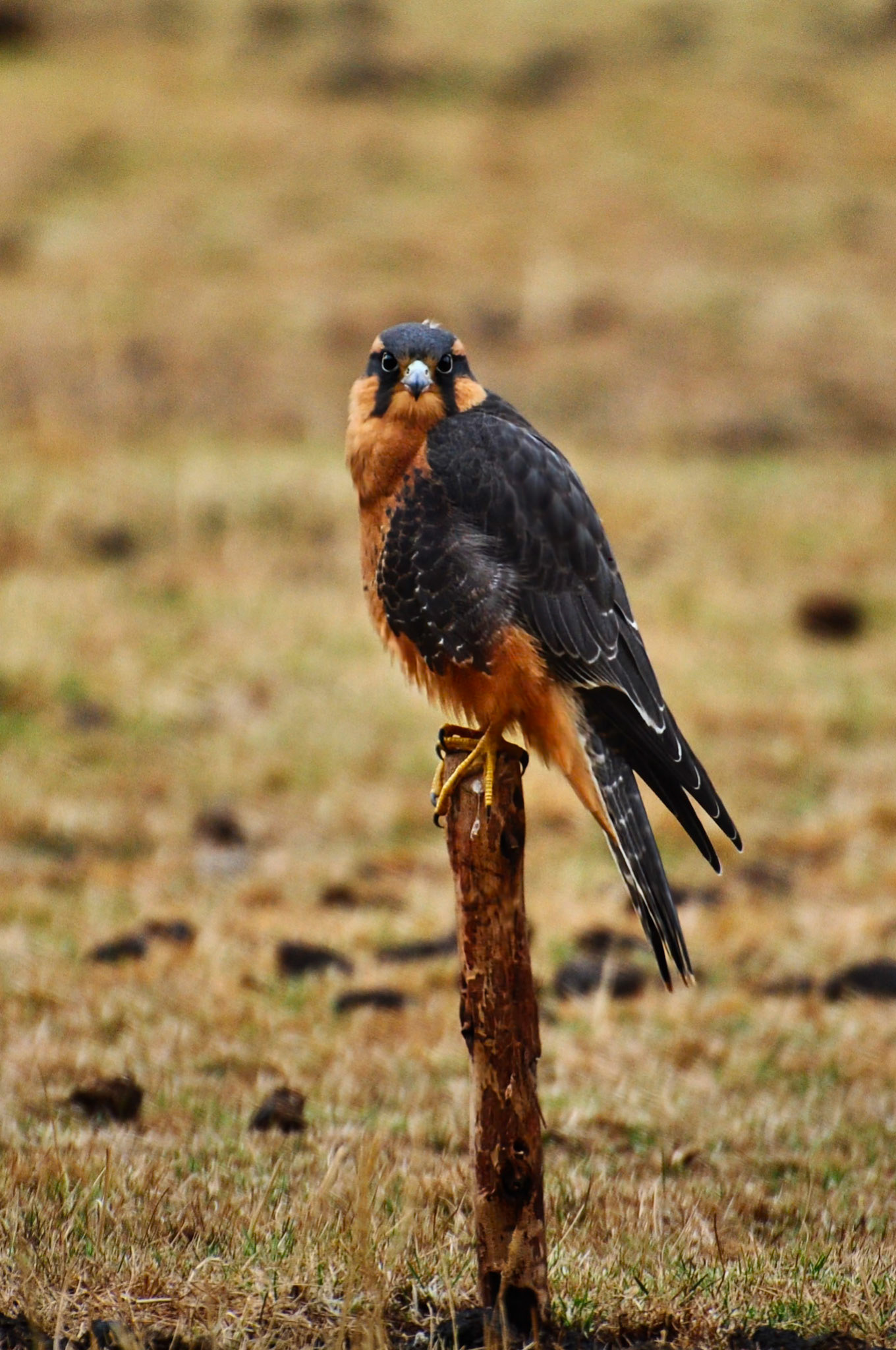 Faucon Aplomado (Falco femoralis), dans la vallée du Salcantay, Pérou