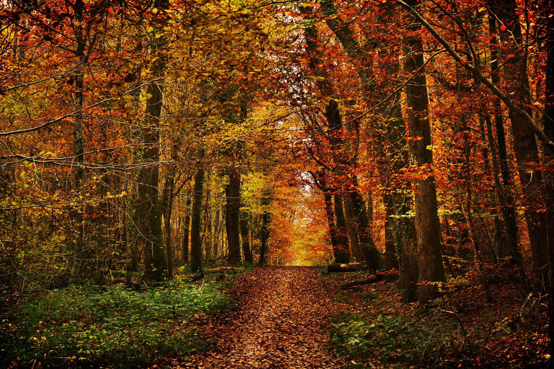 Sur un chemin forestier de la Forêt d'Allogny en Sologne à l'automne