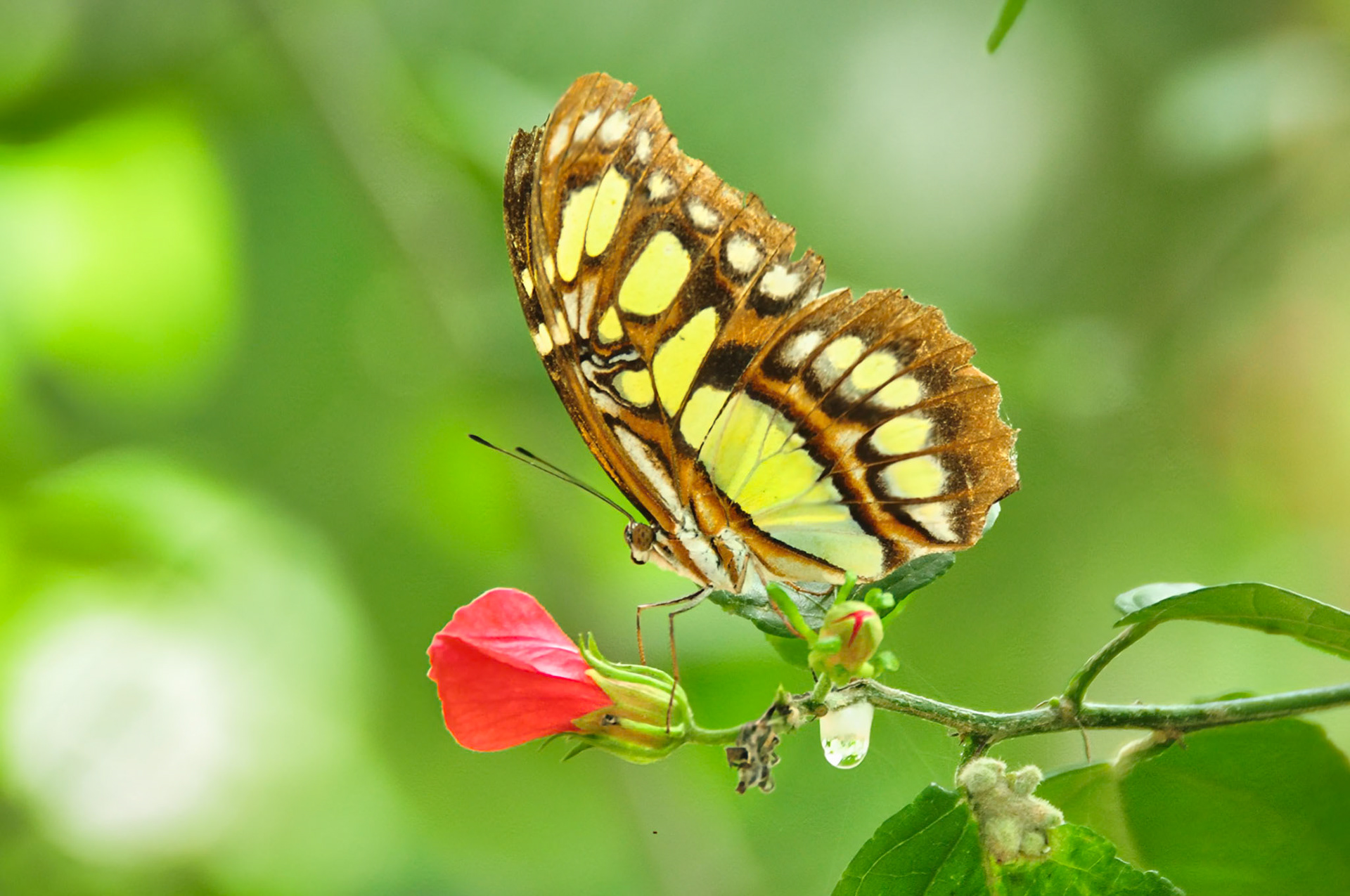 Malachite (Siproeta stelenes), Quintana Roo, Mexique