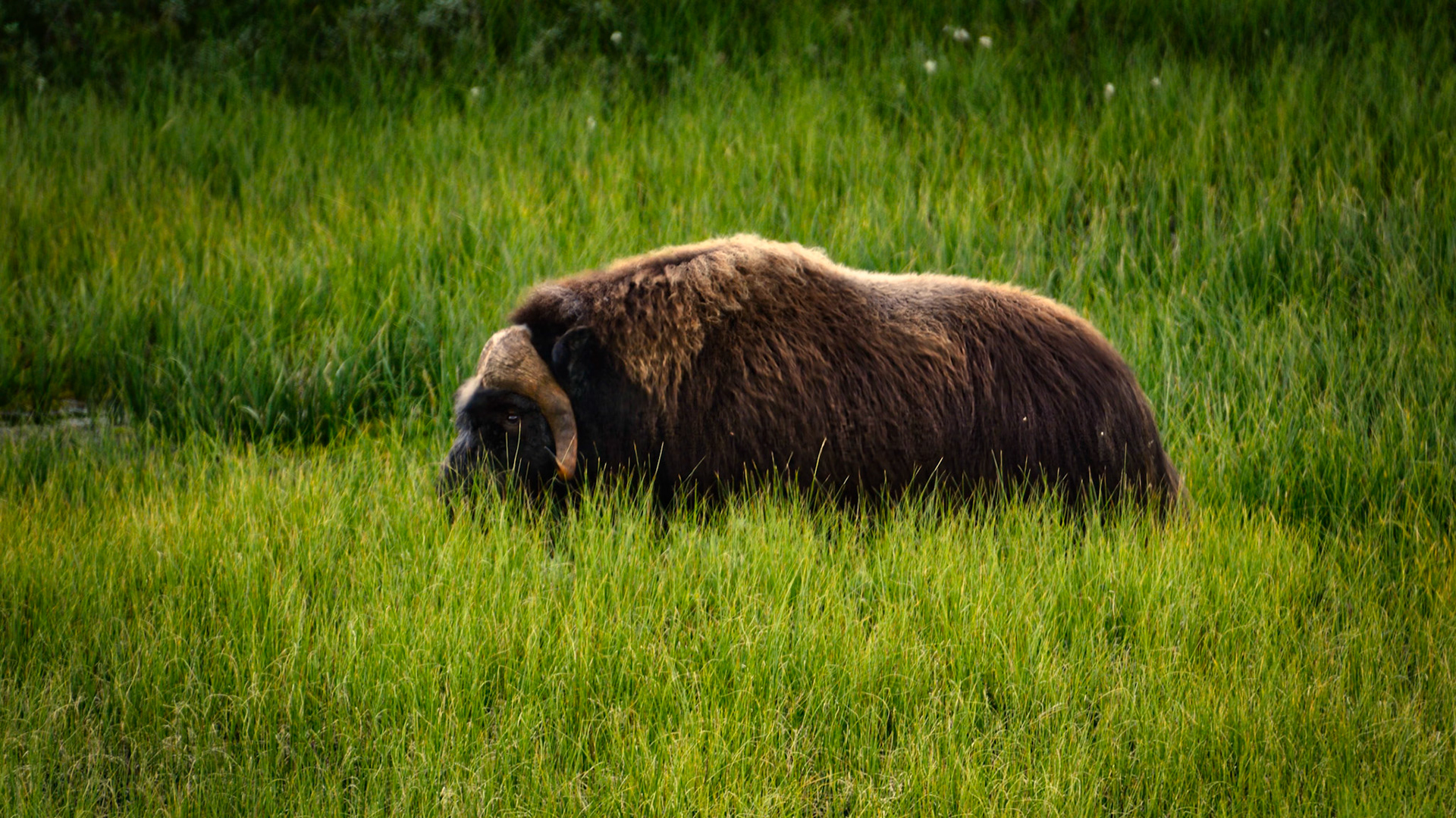 Boeuf musqué (Ovibos moschatus) dans le Parc National du Dovrefjell-Sunndalsfjella en Norvège