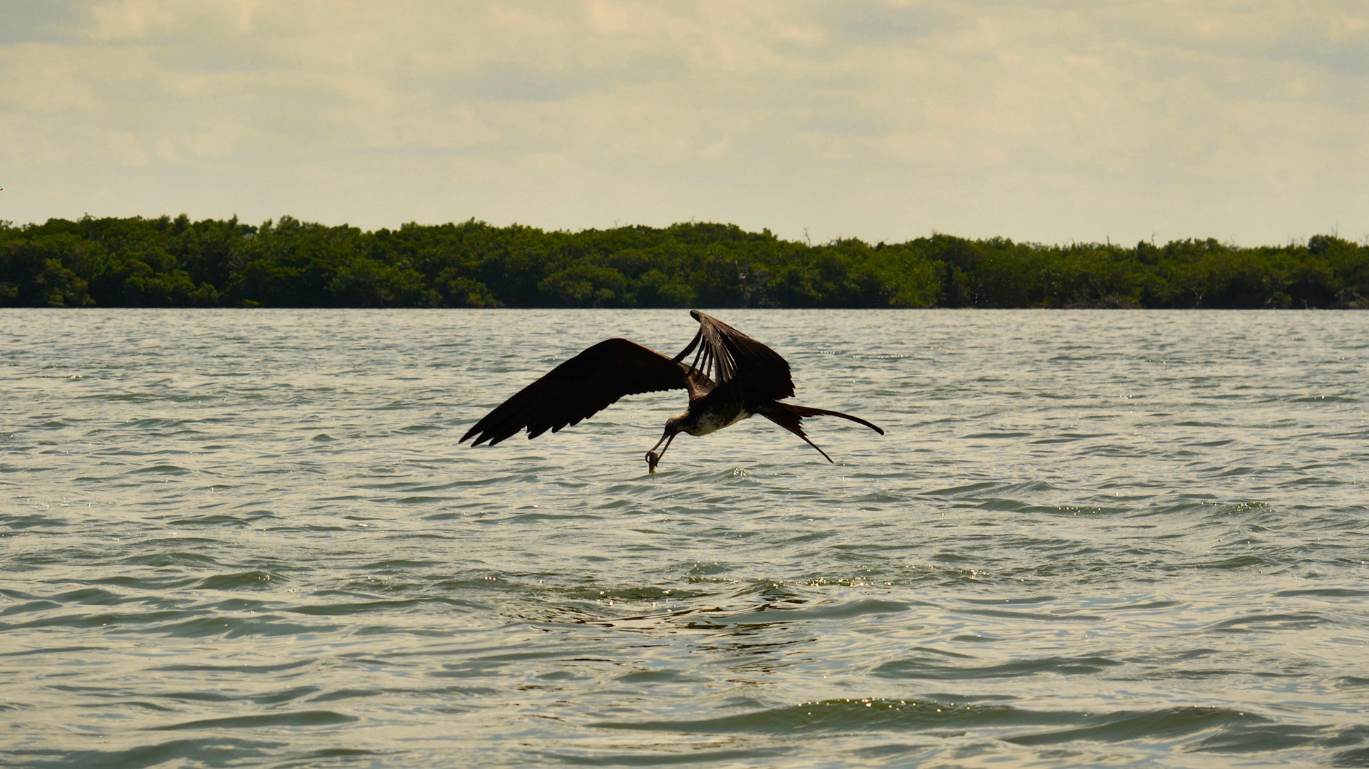 Frégate Superbe (Fregata magnificens) dans la Réserve de la Biosphère de Ría Lagartos, Yucatán, Mexique