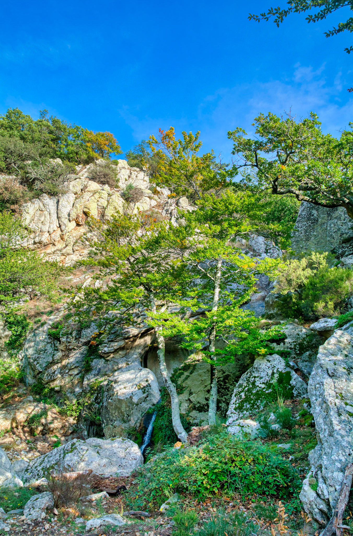 Réserve Naturelle Nationale de la Forêt de Massane