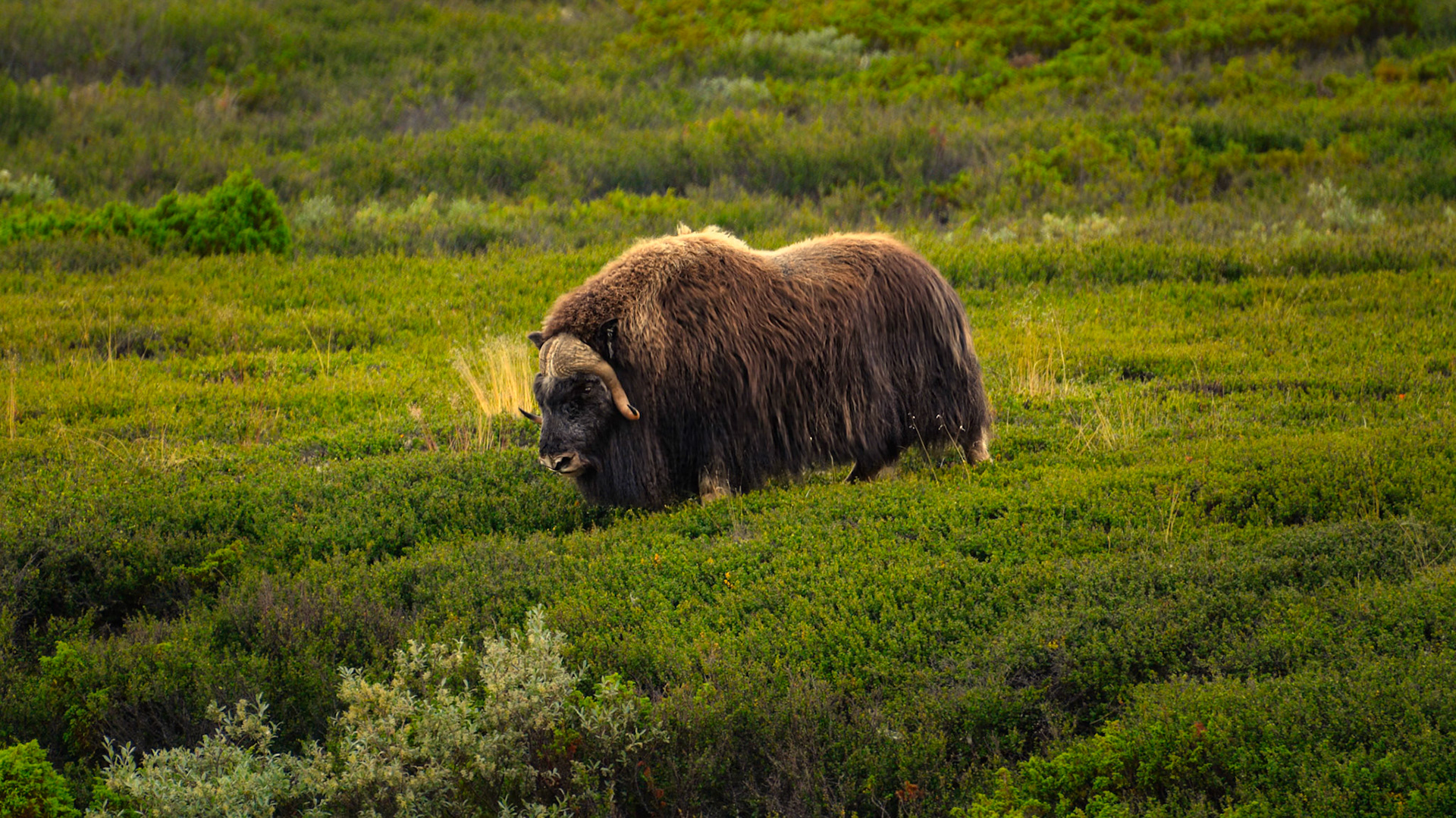 Boeuf musqué (Ovibos moschatus) dans le Parc National du Dovrefjell-Sunndalsfjella en Norvège