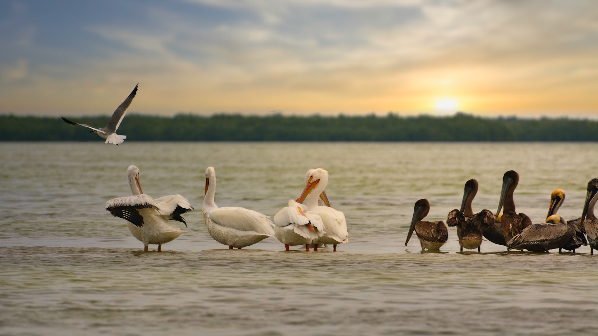 Pélicans d'Amérique (Pelecanus erythrorhynchos) et Pélicans bruns (Pelecanus occidentalis) dans la Réserve de la Biosphère de Ría Lagartos, Yucatán, Mexique