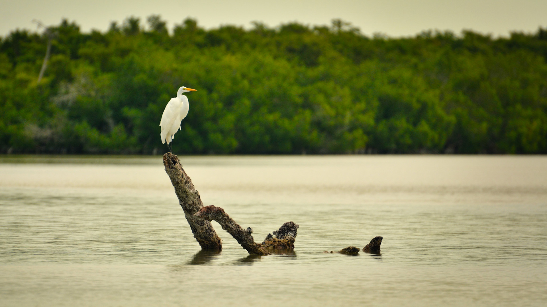 Grande aigrette (Ardea alba) dans la Réserve de la Biosphère de Ría Lagartos, Yucatán, Mexique