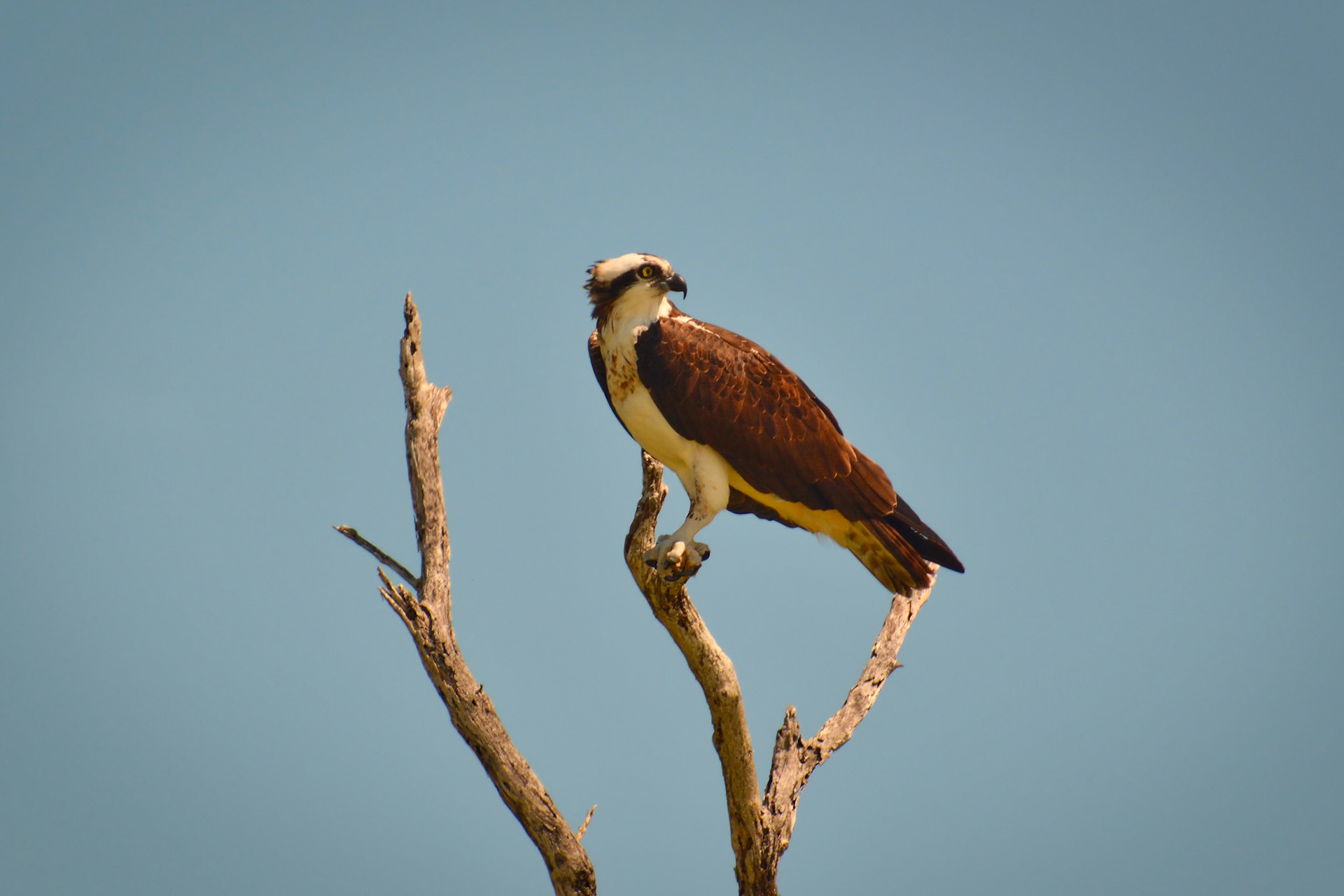 Balbuzard pêcheur (Pandion haliaetus) dans la Réserve de la Biosphère de Ría Lagartos, Yucatán, Mexique