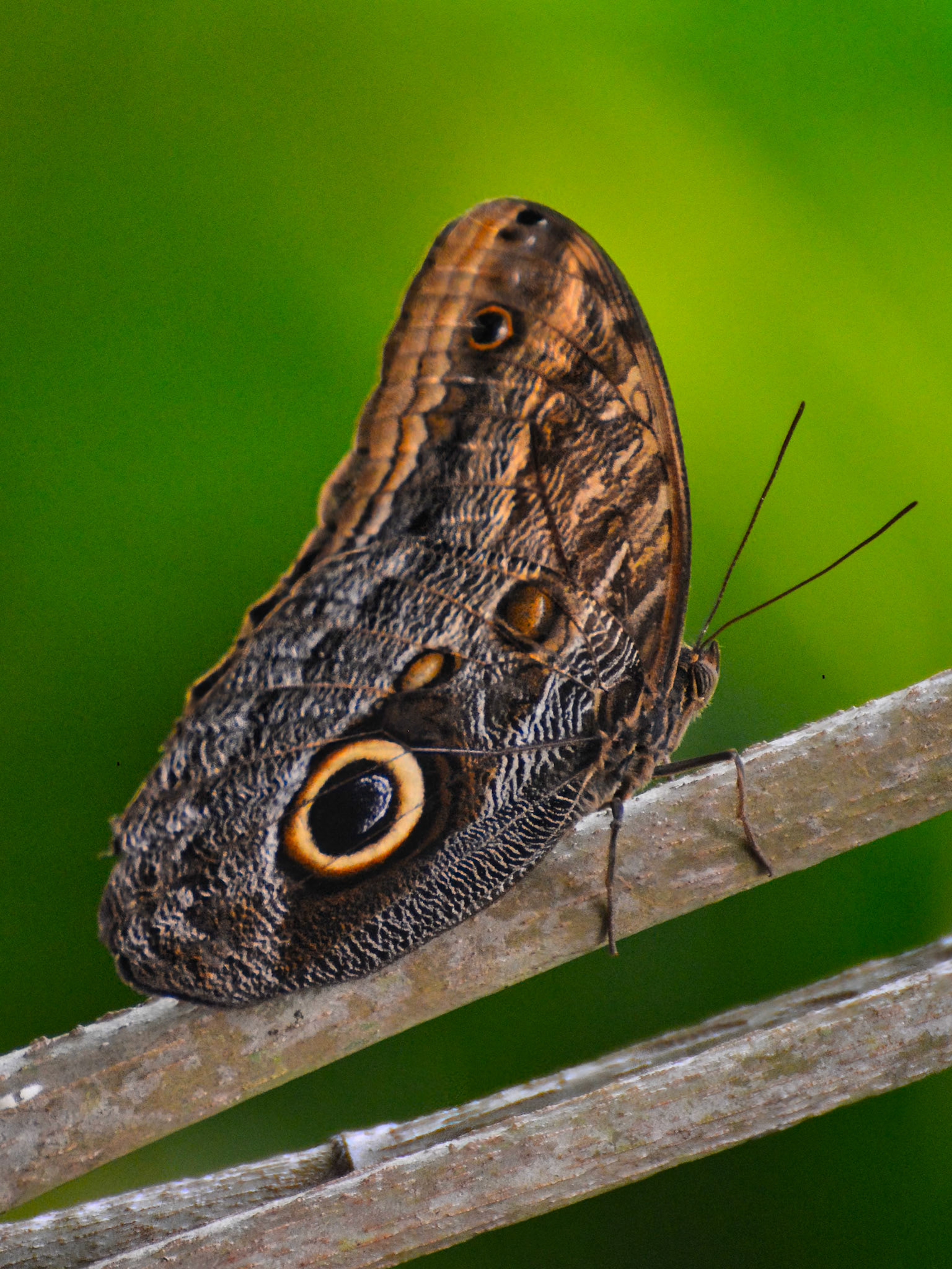 Papillon hibou (Caligo telamonius ssp. memnon), Quintana Roo, Mexique