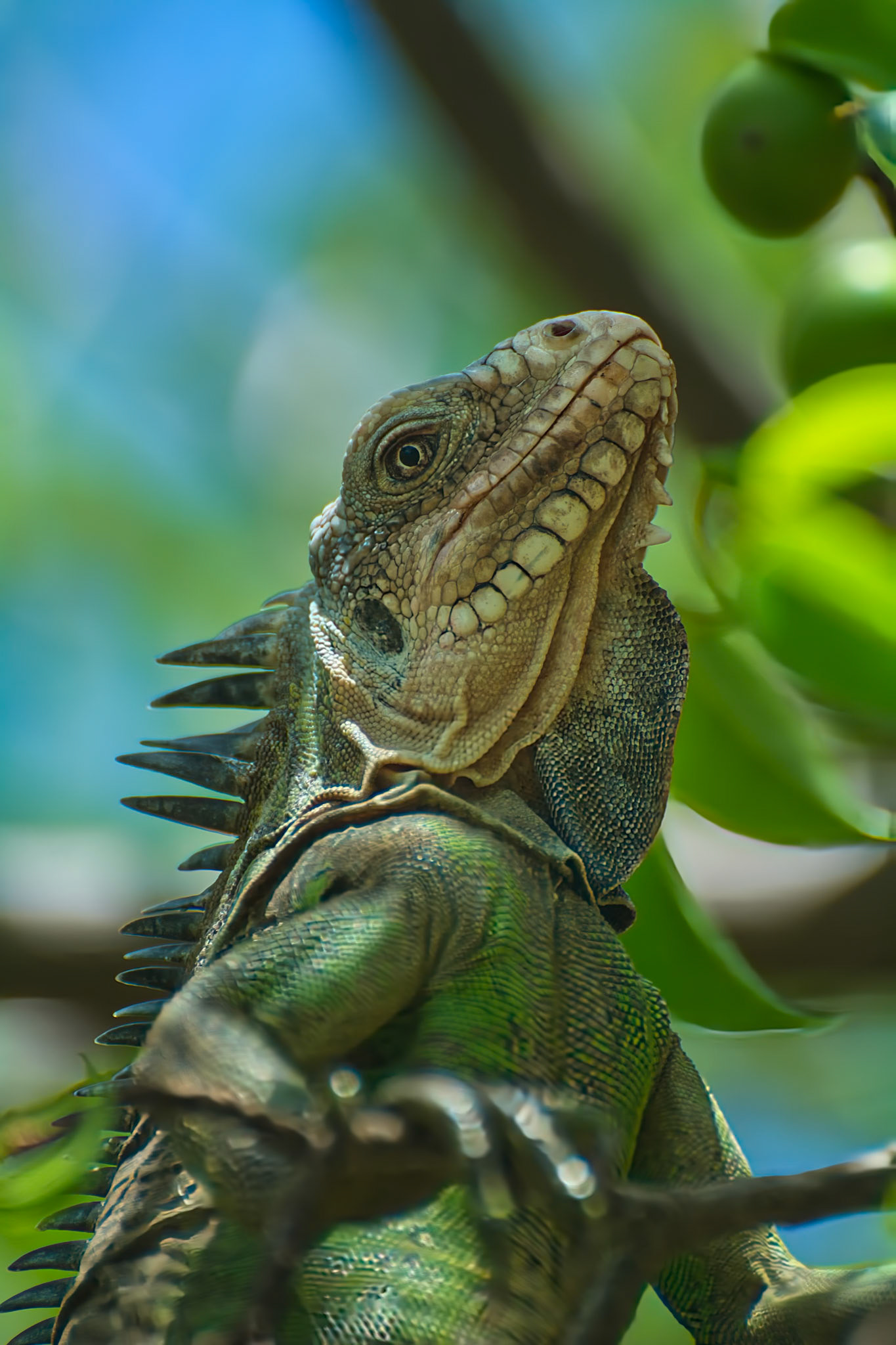 Iguane des petites Antilles (Iguana delicatissima), Réserve naturelle nationale des Îles de Petite Terre, Guadeloupe
